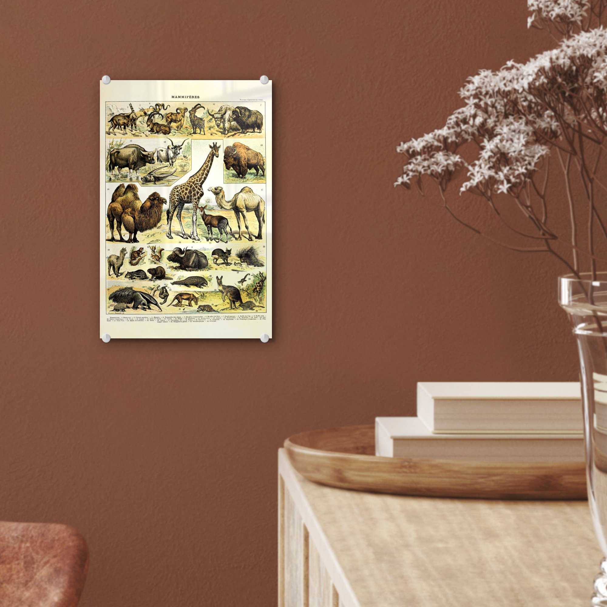 Kamel, Giraffe auf - Acrylglasbild St), Tiere MuchoWow Glasbilder Wandbild - - auf (1 - Glas Bilder Glas Foto Wanddekoration -