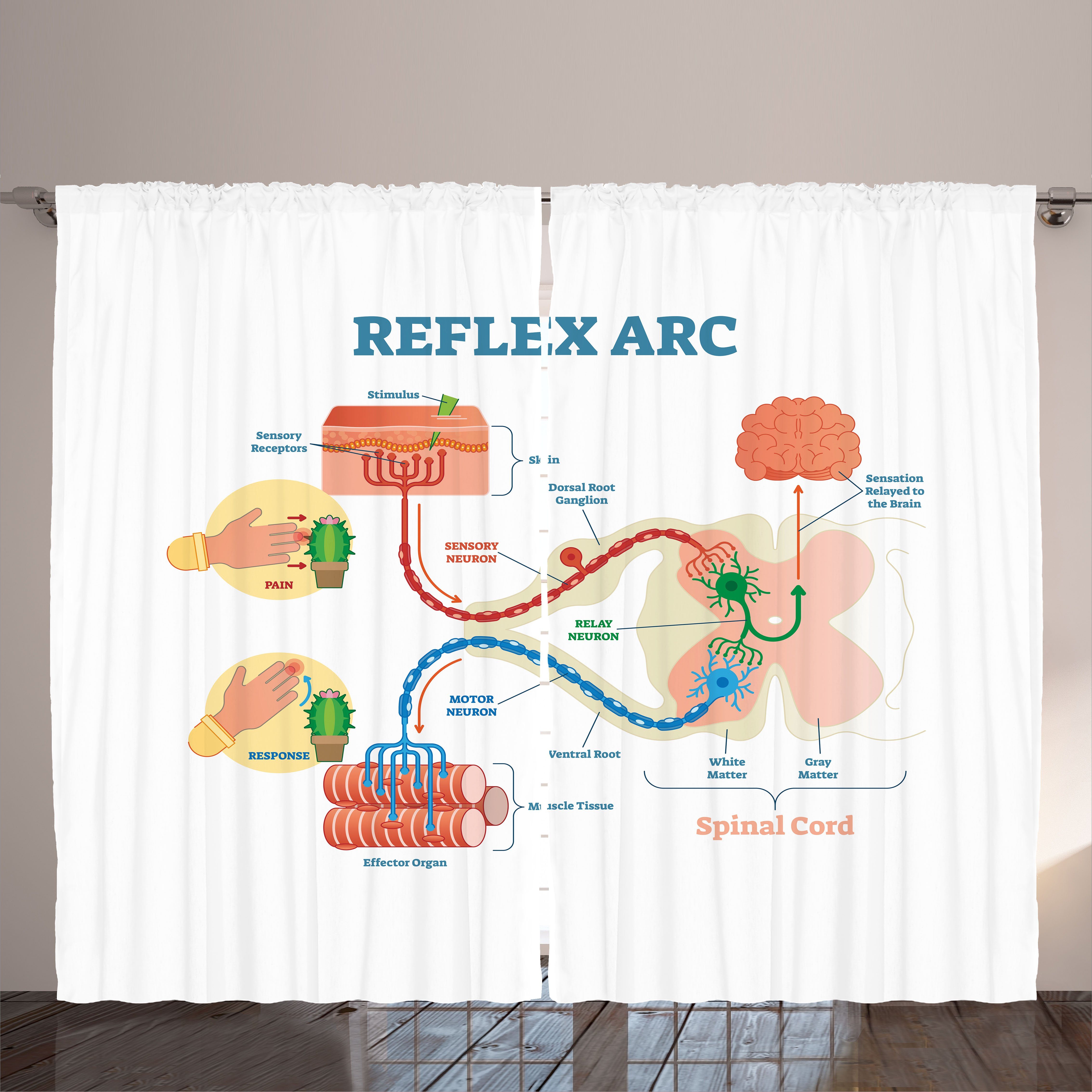 Gardine Schlafzimmer Kräuselband Vorhang mit Schlaufen und Haken, Abakuhaus, Anatomie Biologie Wissenschaft Reflex Arc