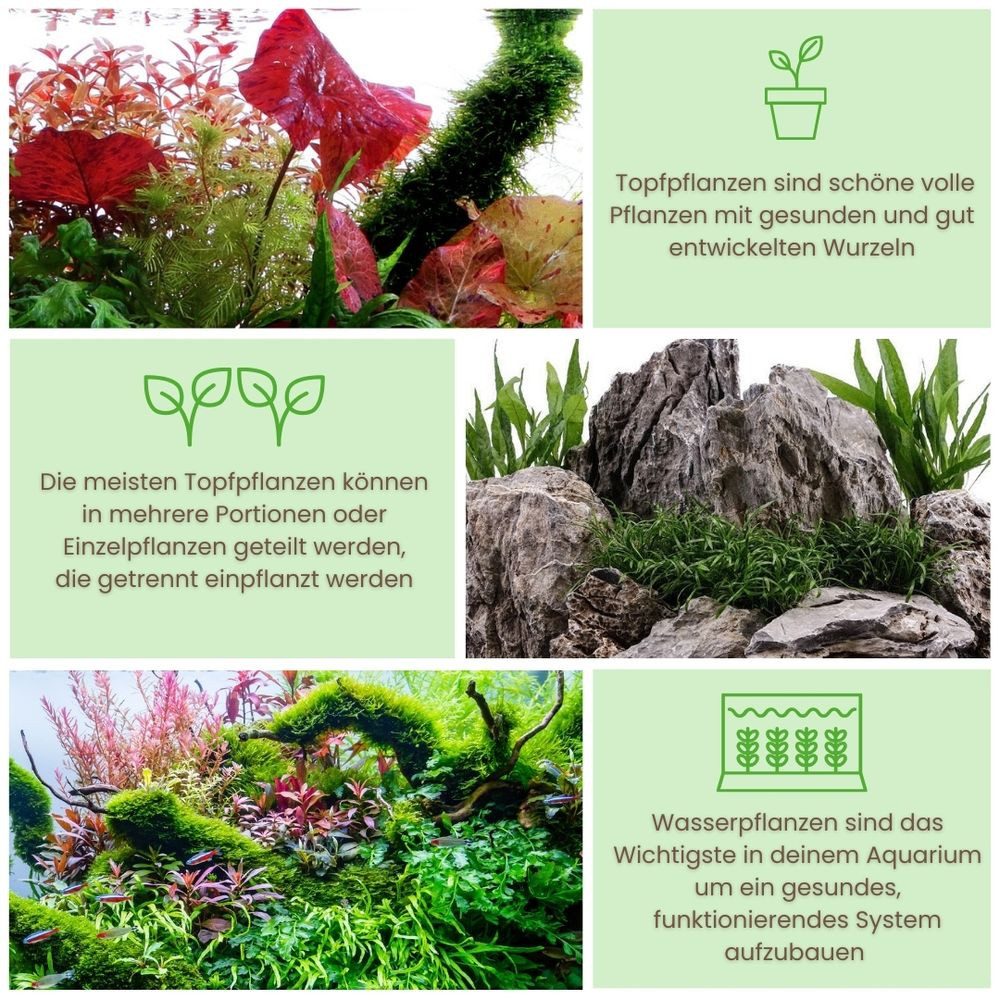 Aquaone Wasserpflanze Pflanzen Set mit 5 Anti Algen Wasserpflanzen + Mooskugel Gratis Nr.110