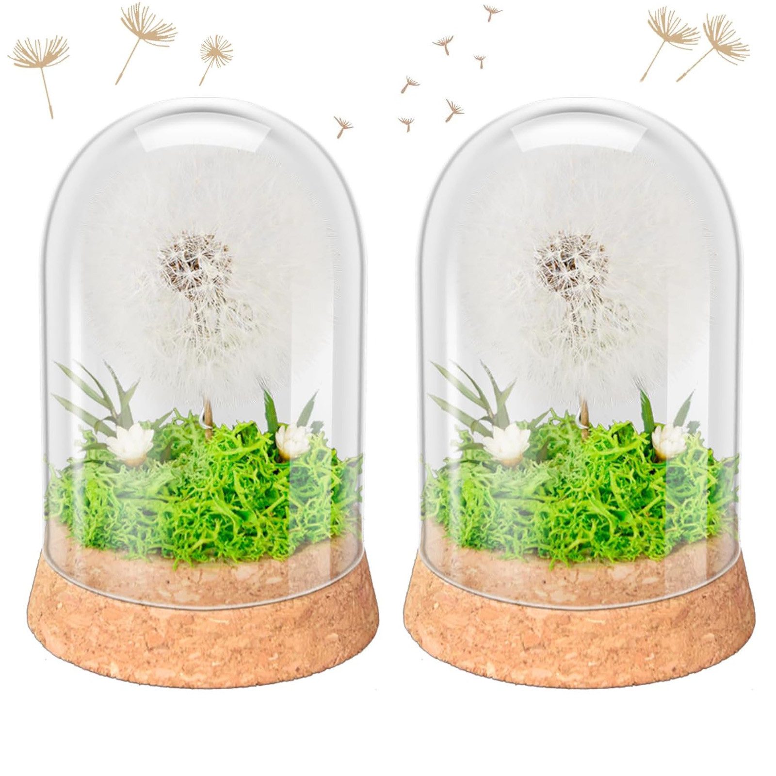 Trockenblume Wunscherfüller Pusteblume im Glas mit günstig online kaufen