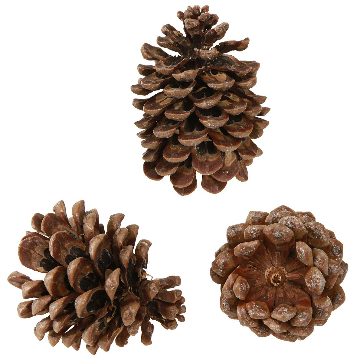 Trockenblume Italienische Pinienzapfen Groß 14/18cm, Natürlich Braun, 50 Stück, Viana, Höhe 12 cm