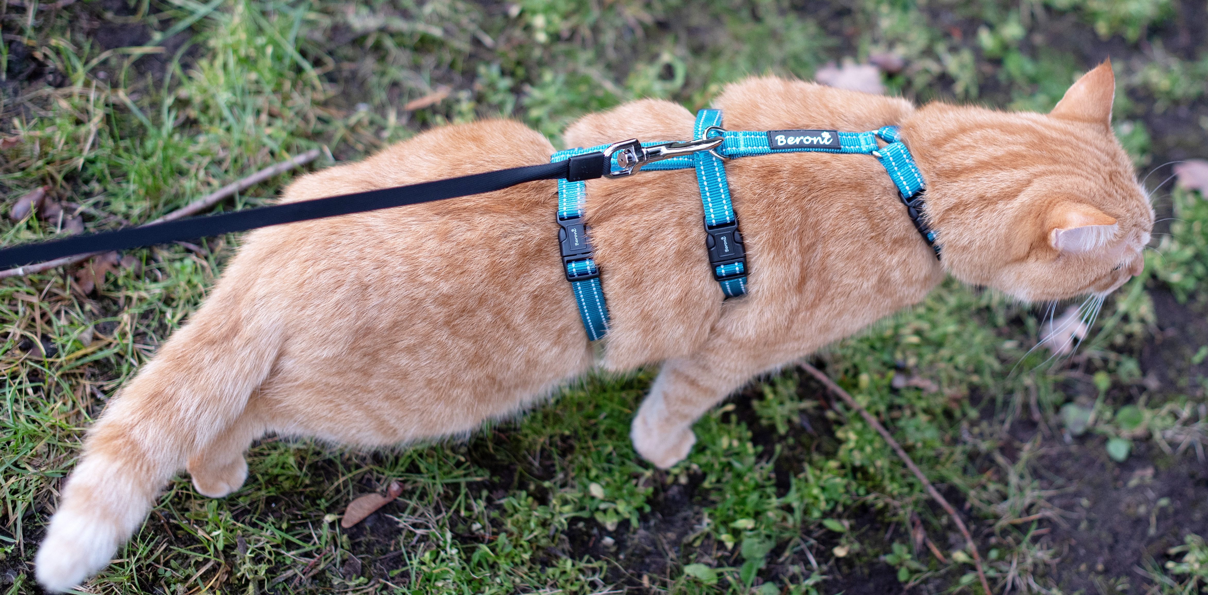 Beroni Sicherheitsgeschirr Katzengeschirr Beroni Safety Harness Pro ausbruchsicher, auch für Hunde, nicht über Kopf, reflektierend Katzengeschirr