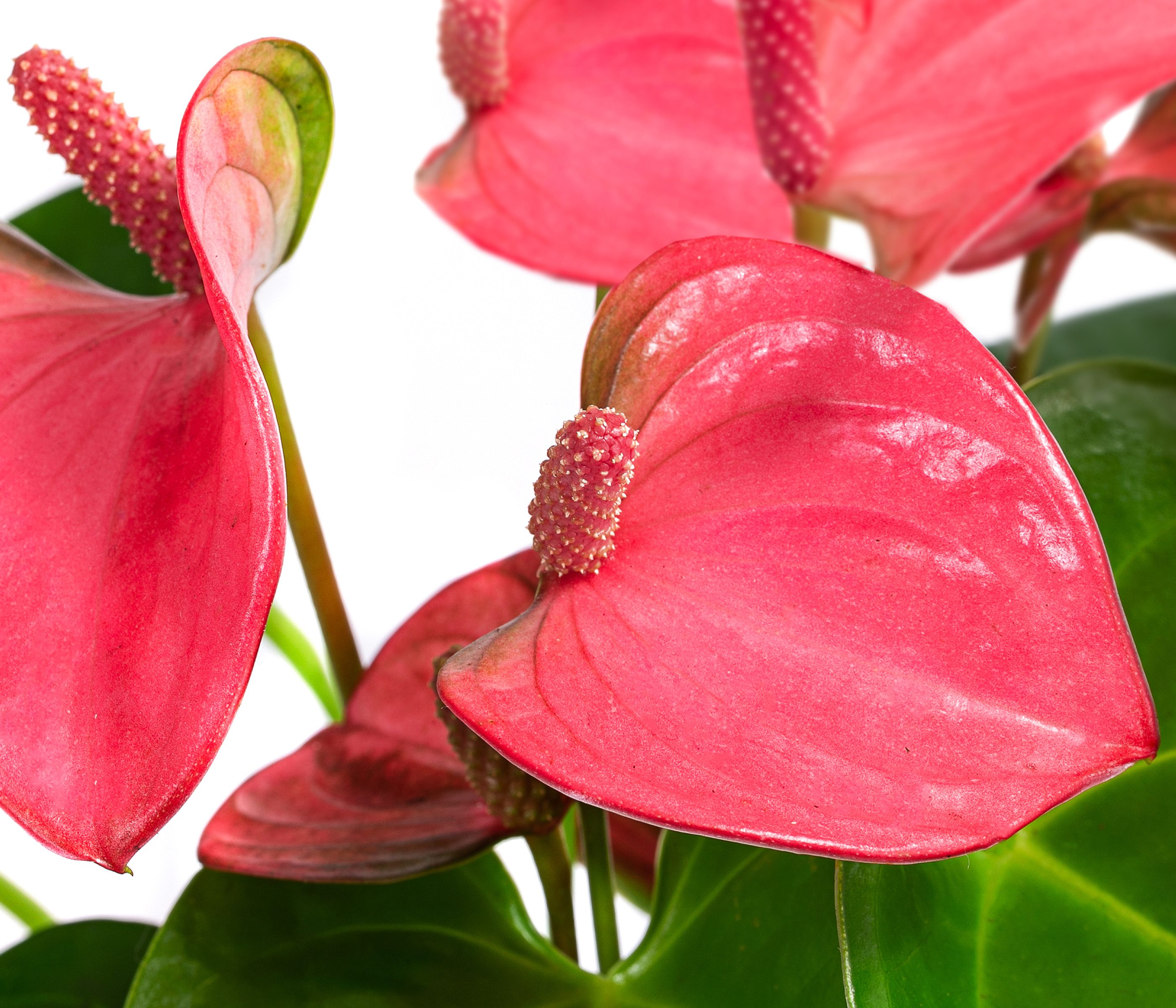 Dehner Zimmerpflanze Waterplant Flamingoblume, Anthurium Rosa Champion, Ø 16 cm x 35 cm, pflegeleichte Wasserpflanze im Glas – Bild 3 von 3