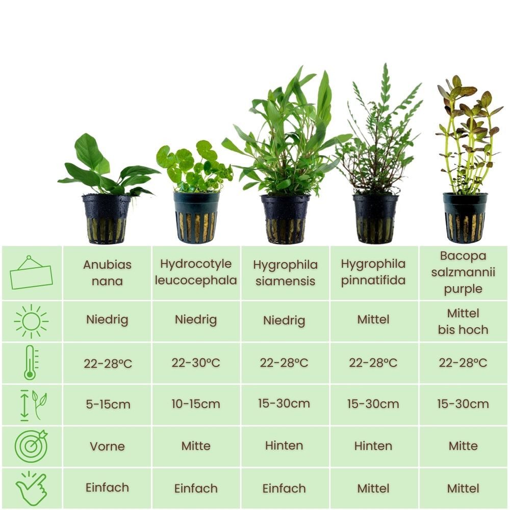 Aquaone Wasserpflanze Pflanzen Set mit 5 Einsteiger Wasserpflanzen Nr.216 günstig online kaufen