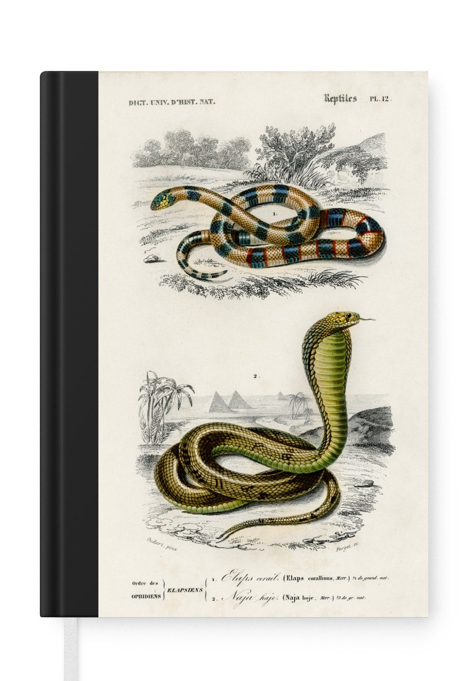 Notizbuch Schlange - Jahrgang - Reptilien