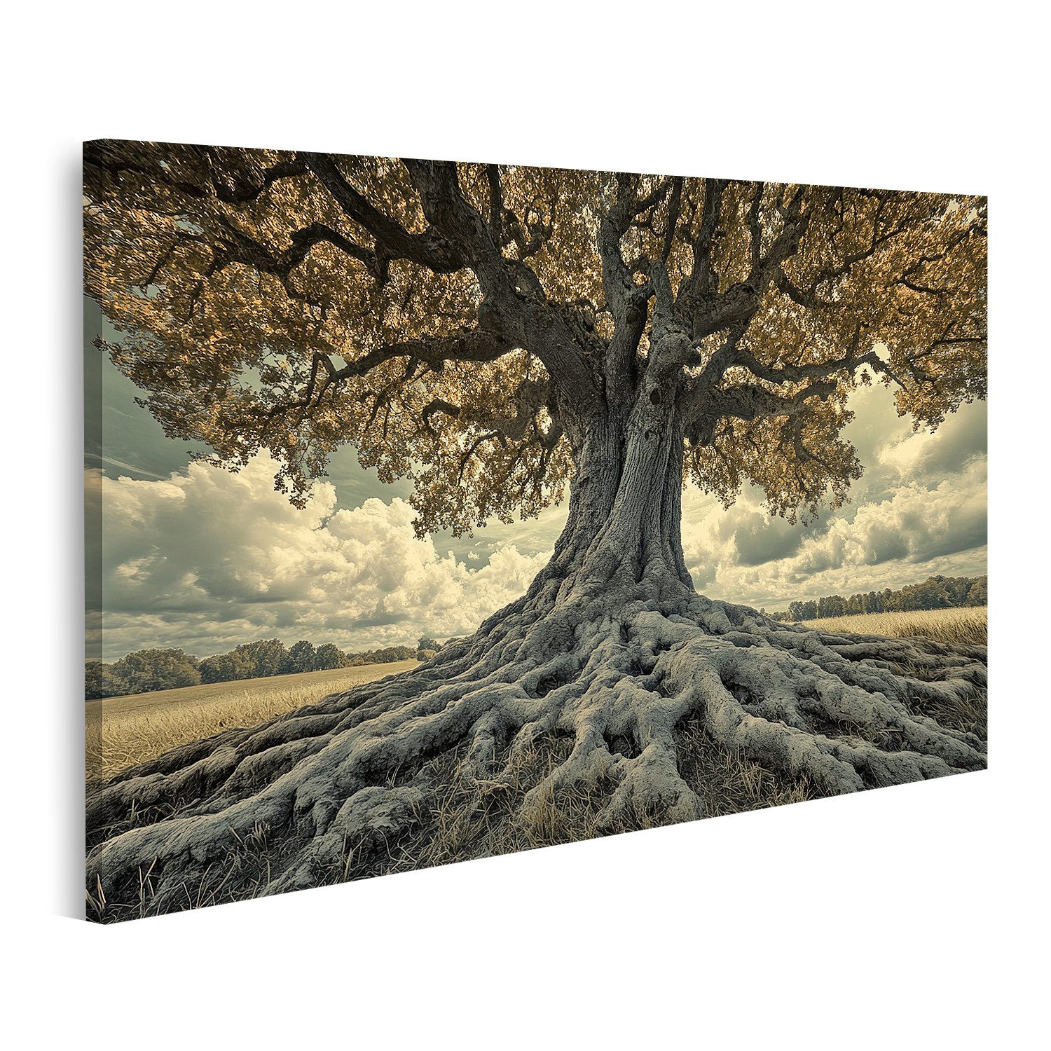 islandburner Leinwandbild, Majestätischer Baum mit ausgedehnten Wurzeln günstig online kaufen
