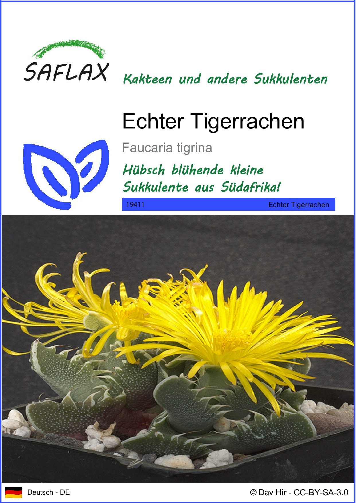 Blumensamen SAFLAX - Samen - Echter Tigerrachen