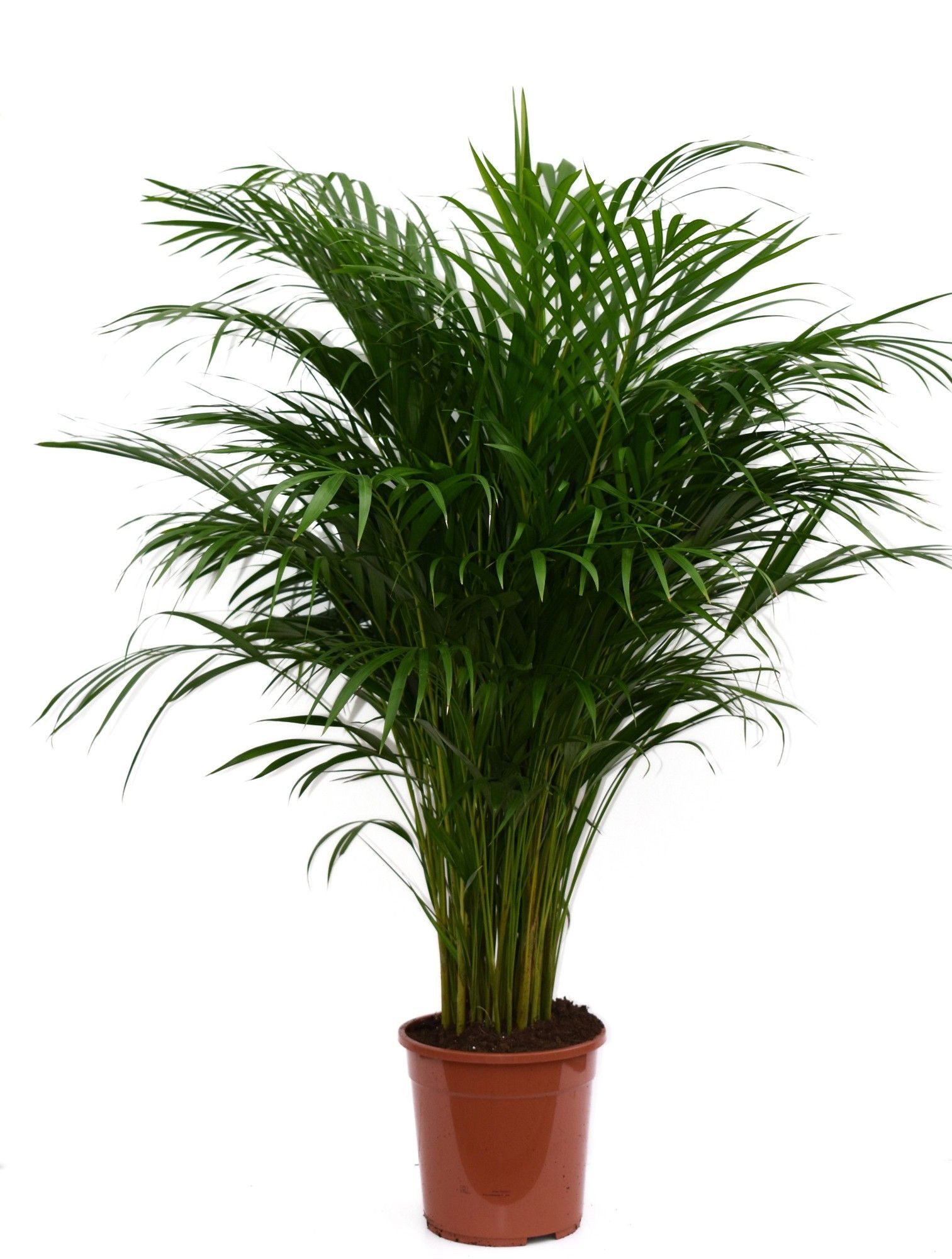 meinvipshop Zimmerpflanze Goldfruchtpalme Dypsis lutescens XXL 85cm
