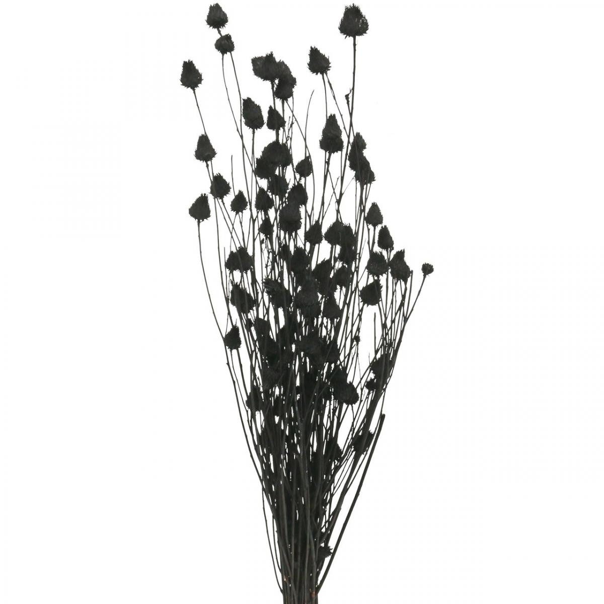 Trockenblume Schwarze Trockenblumen Trockendistel Deko Erdbeerdistel 100g, Viana, Höhe 65 cm