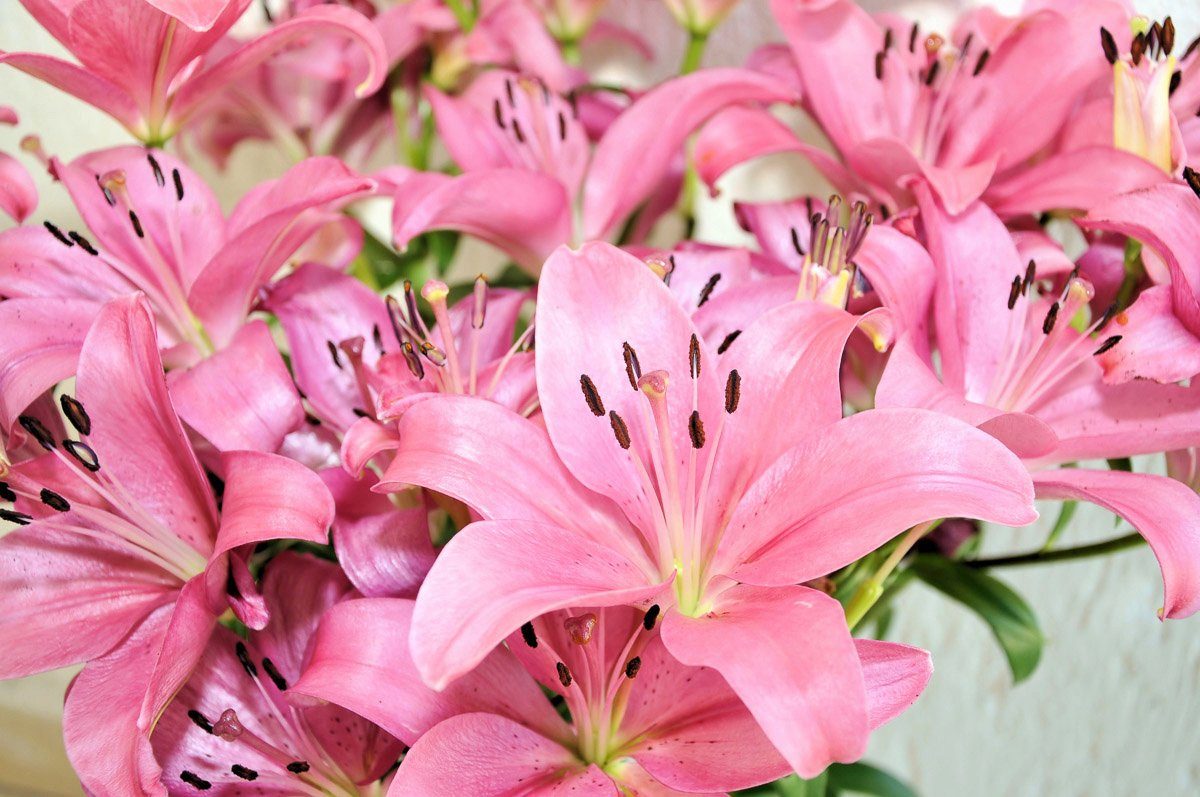 Fototapete Blumen