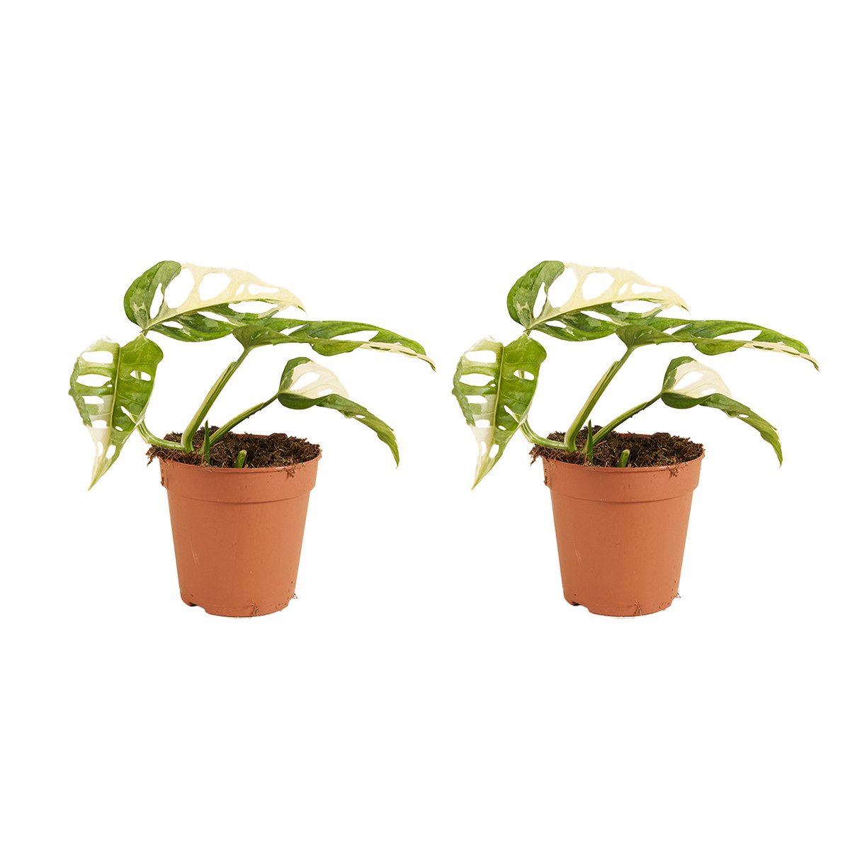 Bloomique Zimmerpflanze 2er Set - Monstera adansonii Variegata - Monkey Leaf - Fensterblatt -, 2 St.