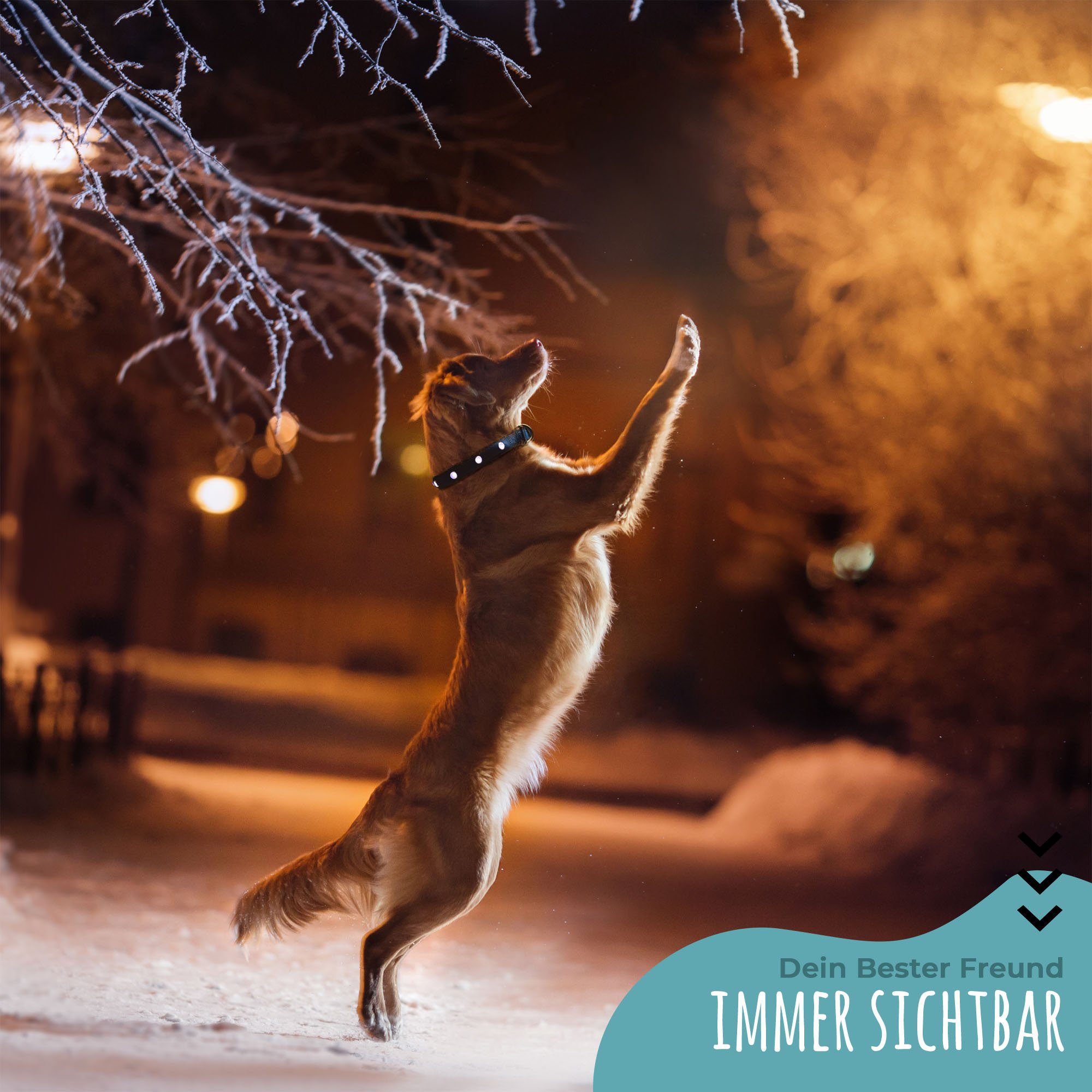 Petsation Hunde-Halsband Leuchthalsband für Hunde [Das Original] Leuchtendes LED Hundehalsband