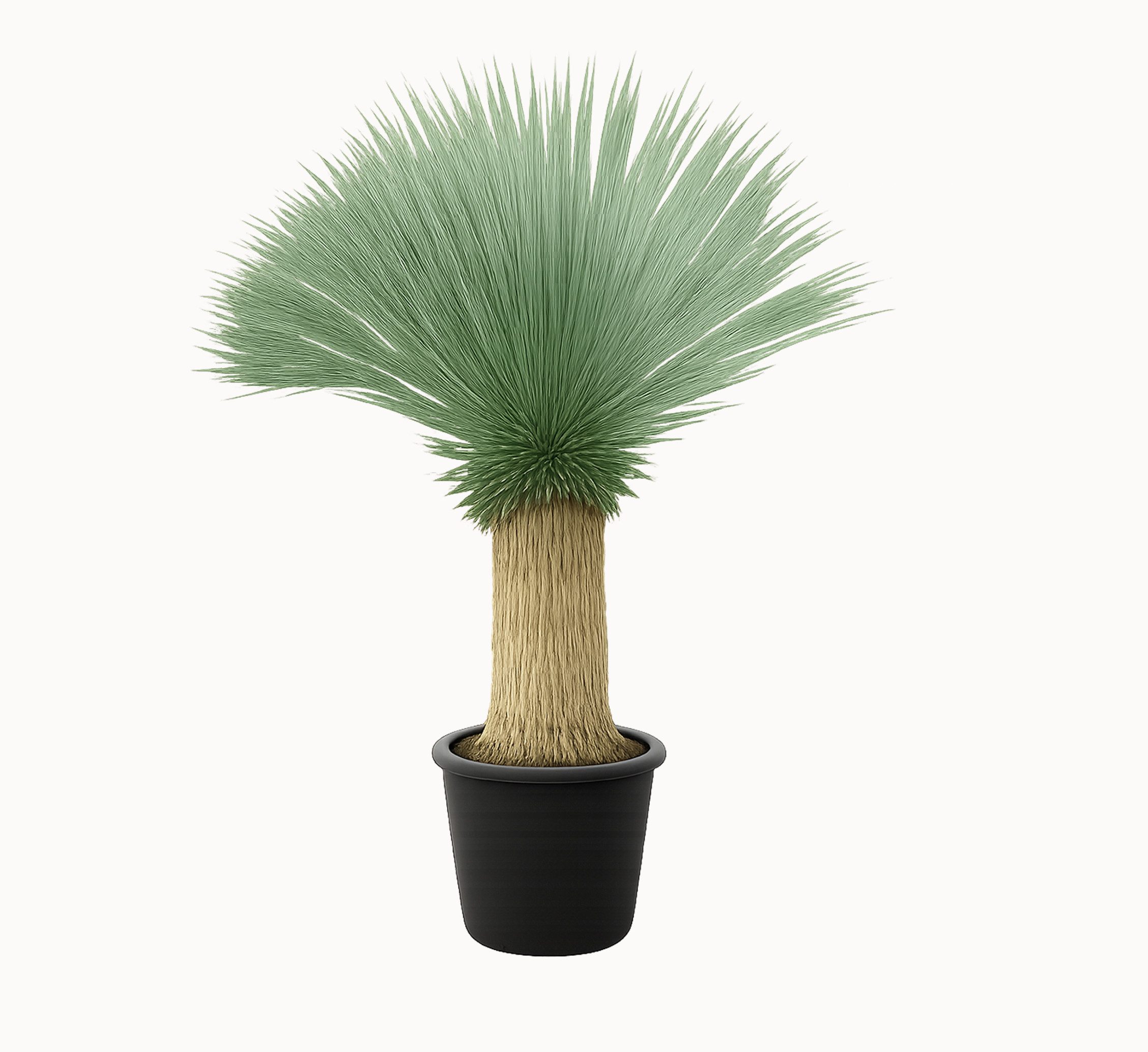 Palms-Store Kübelpflanzen Palme Yucca Rostrata ca. 160 cm Höhe, winterhart bis –19 °C – ideal für mitteleuropäische Gärten