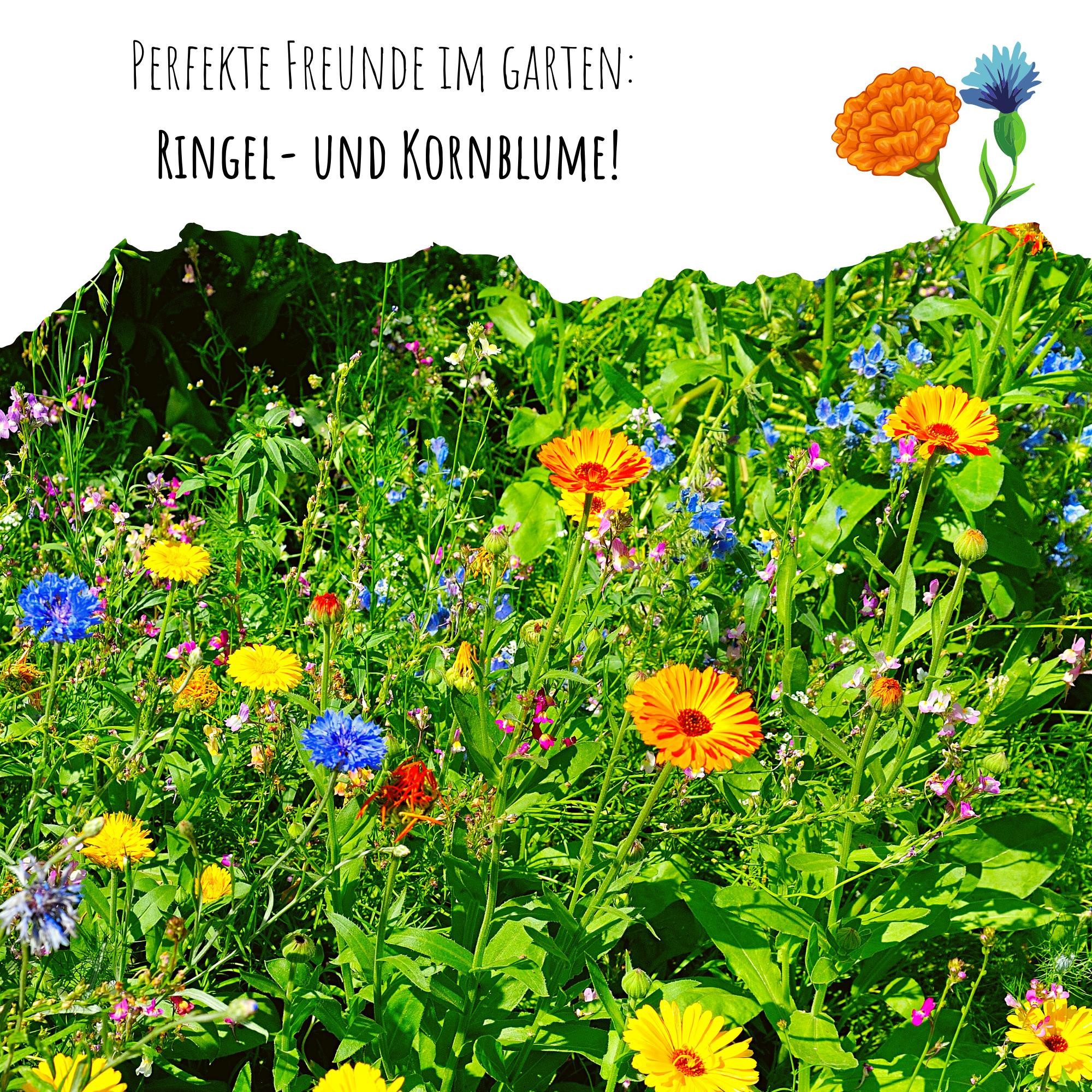 HappySeed Blumensamen Ringelblumen Samen - Calendula Officinalis (Gelb/Orange), Blumen