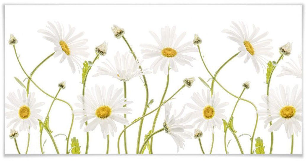 Diese Woche im Sonderangebot Wall-Art Poster St) (1 Schriftzug Daisies