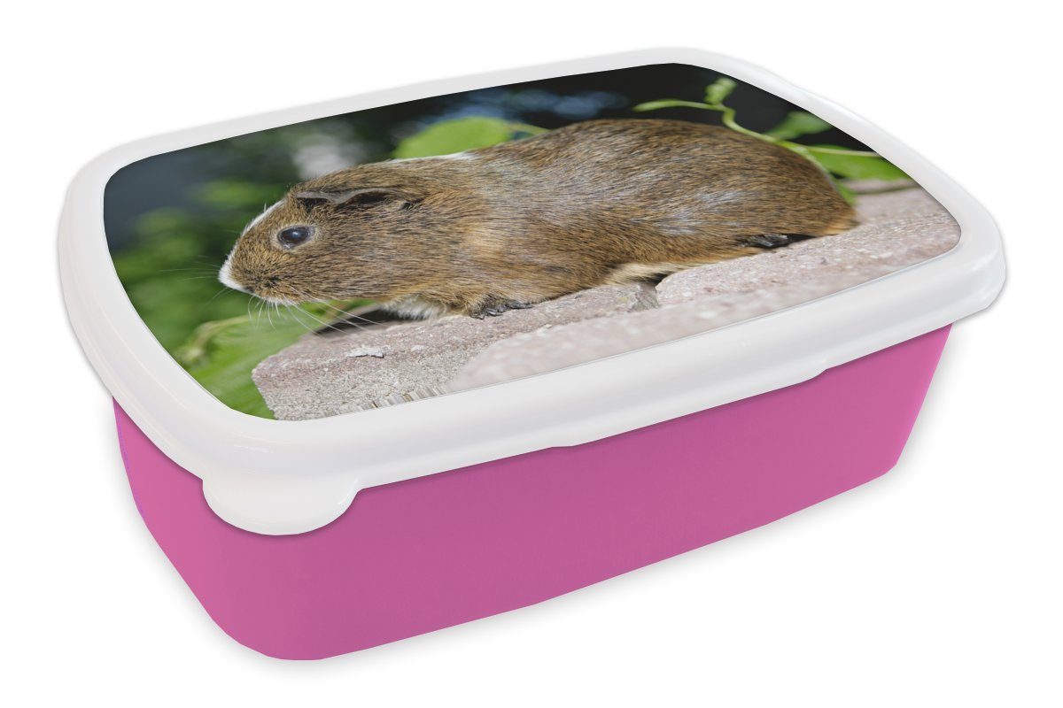rosa Brotdose (2-tlg), für Mädchen, Erwachsene, Snackbox, Meerschweinchen-Porträt, Lunchbox Kinder, Kunststoff, Kunststoff Brotbox MuchoWow