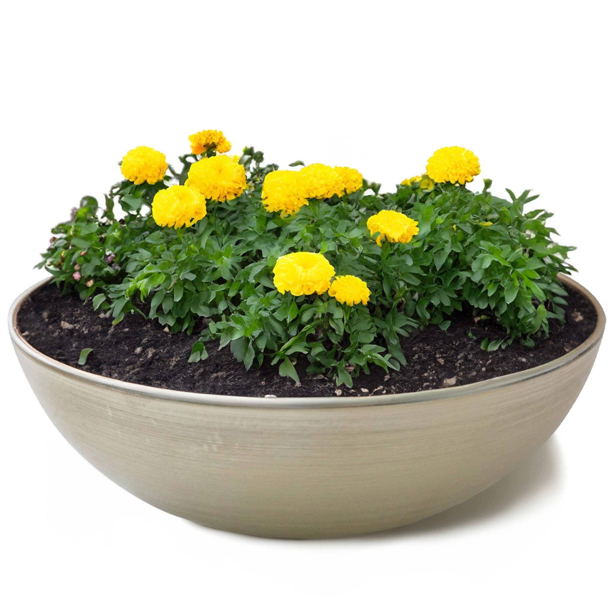 matches21 HOME & HOBBY Blumentopf Runde bauchige 30 cm Pflanzschale für draussen, champagner beige (1 St), Wetterfeste Blumen-Schale als moderne Gartendeko Grabschmuck