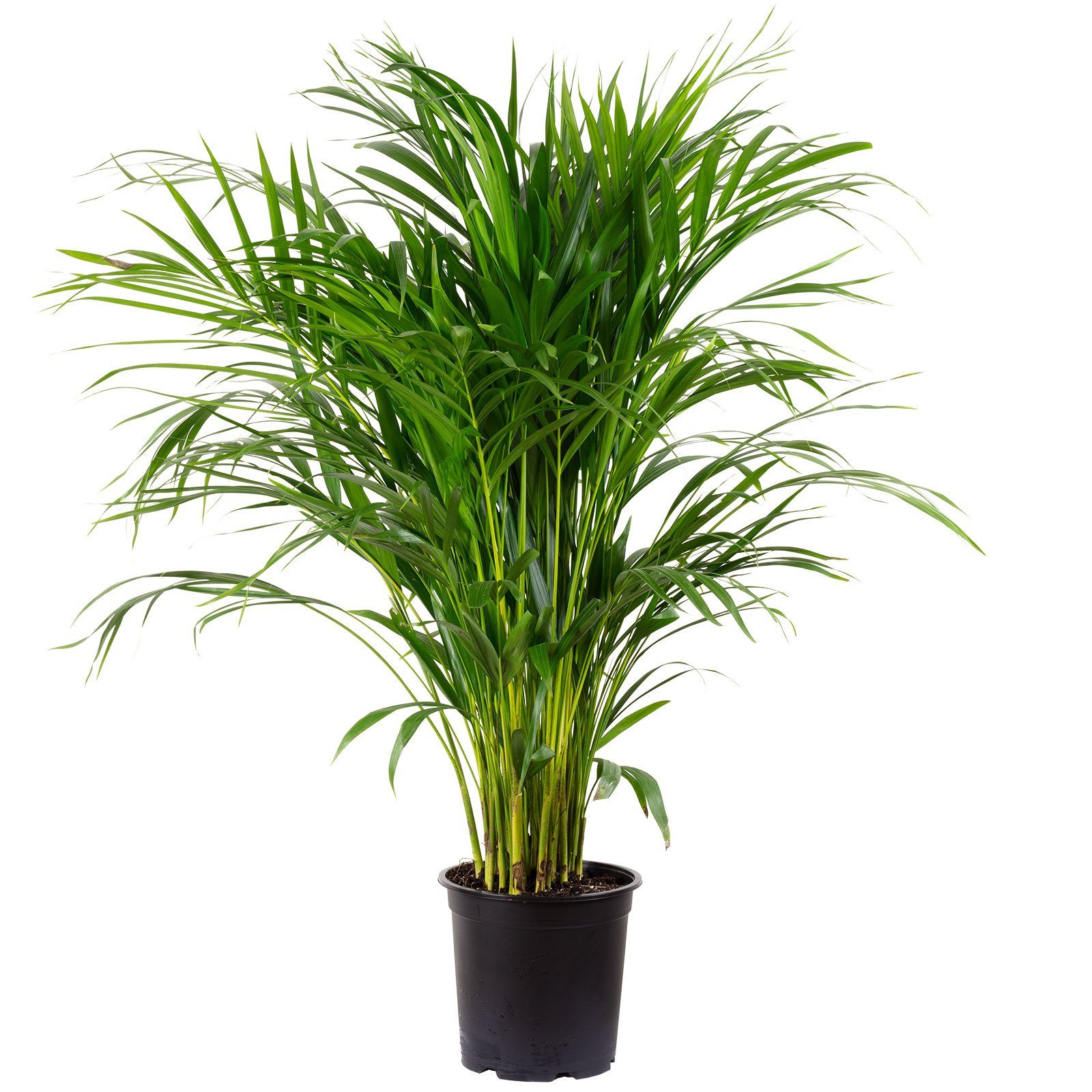 Flowerbox Zimmerpflanze Goldfruchtpalme - Areca Dypsis Lutescens, - Höhe ca günstig online kaufen