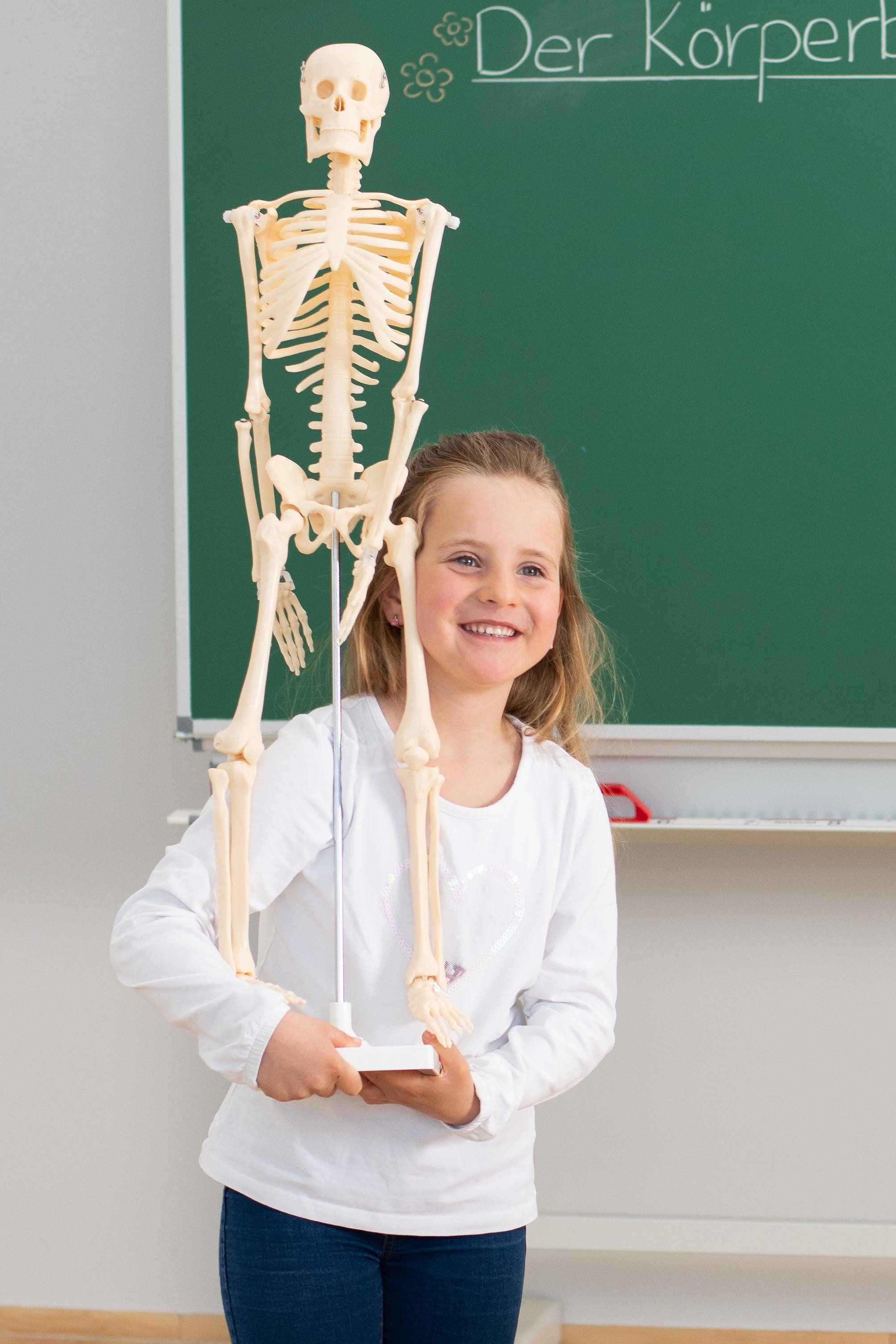 Betzold Lernspielzeug Kleines Skelett