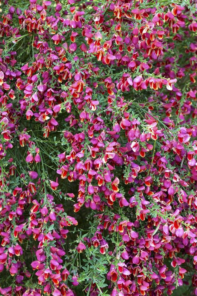 Pflanzen für Dich Gehölze Cytisus scop. Johnson's Crimson, 1 St., Besen-Ginster, Roter Besenginster