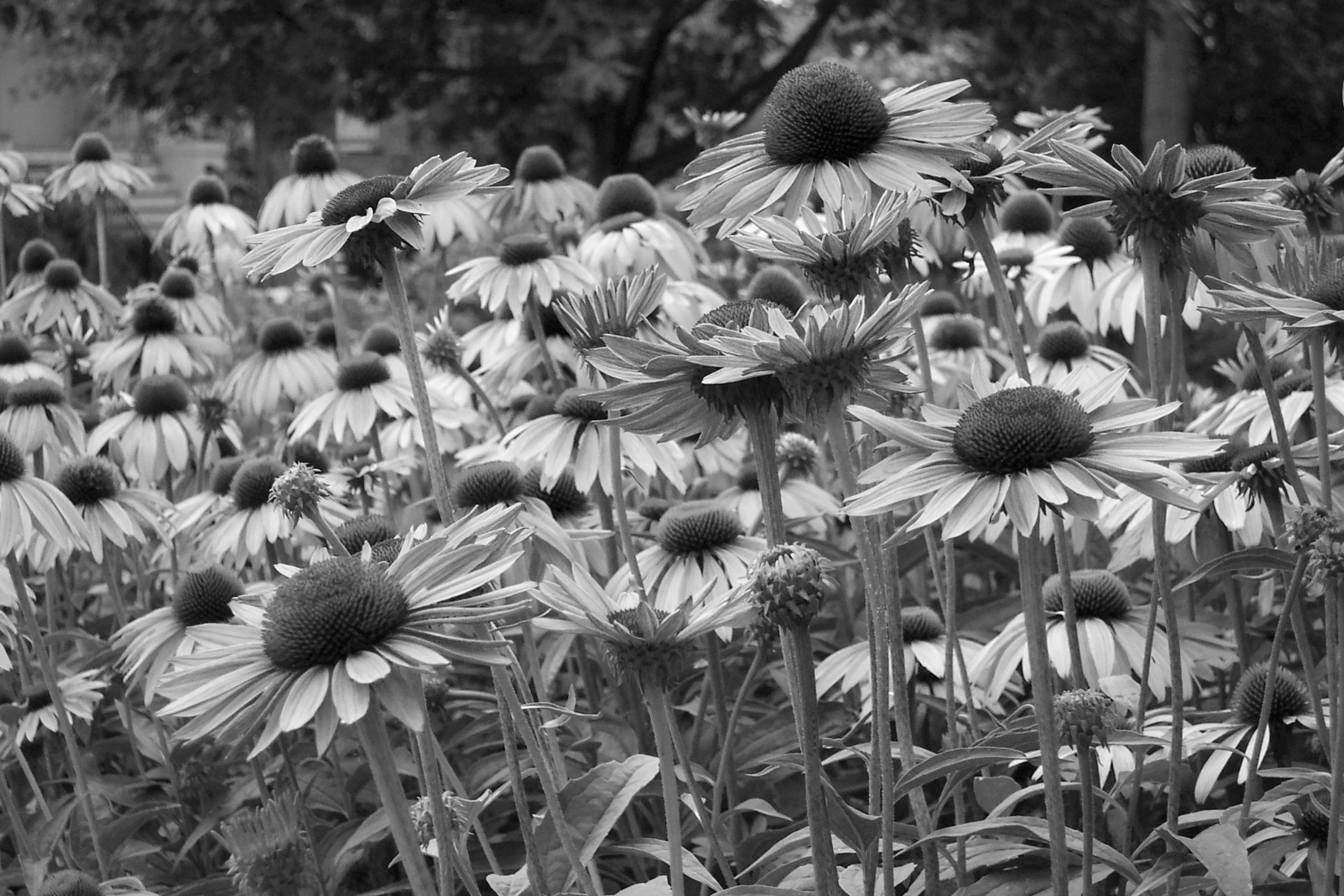 Fototapete Blumen Schwarz & Weiß