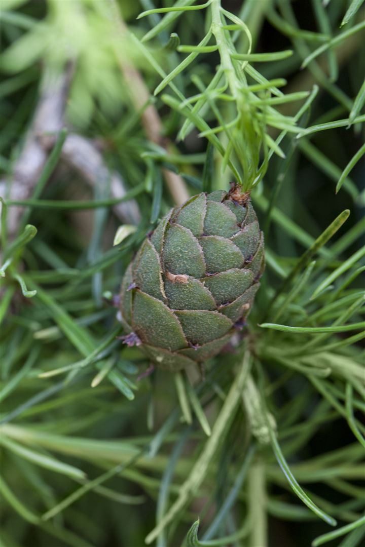 Pflanzen für Dich Konifere Larix kaempferi, 1 St., Japanische Lärche, Lärche, laubabwerfend, rötliche Rinde