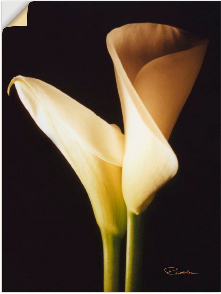St), Wunderschöne I, Größen in Leinwandbild, Poster Zantedeschien Wandaufkleber oder versch. als Wandbild Blumen Alubild, (1 Artland
