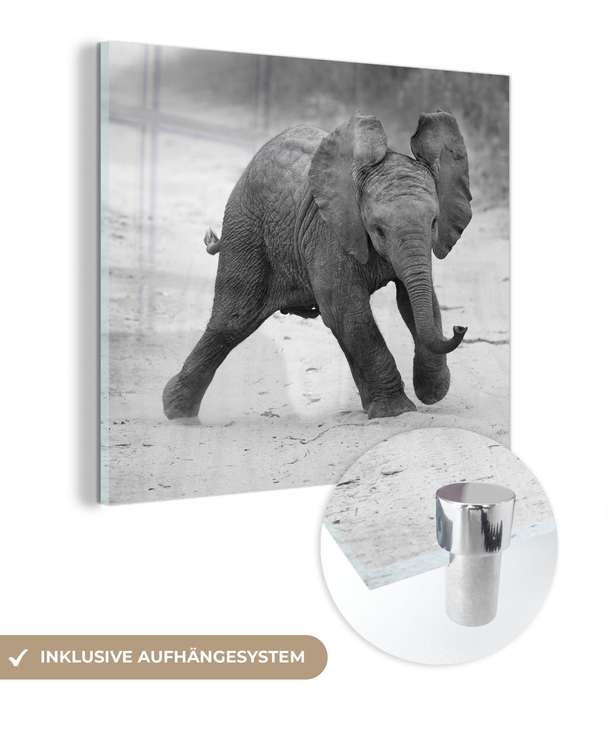 MuchoWow Acrylglasbild Elefant - Baby - Tiere - Kröte - Schwarz und weiß, (1 St), Glasbilder - Bilder auf Glas Wandbild - Foto auf Glas - Wanddekoration