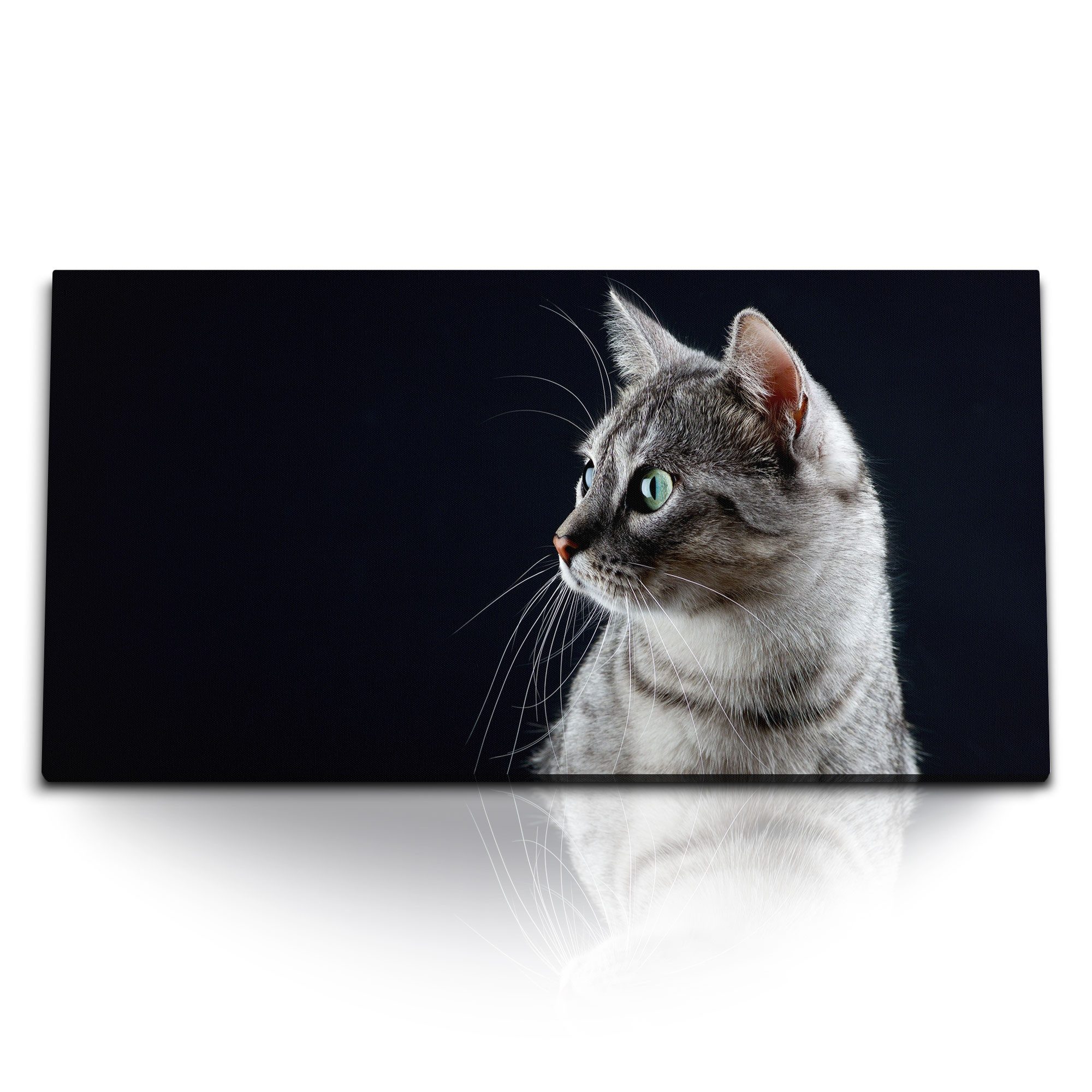 Leinwandbild Kunstdruck Bilder 120x60cm Katze Hauskatze Kater Tierfotografie schwar