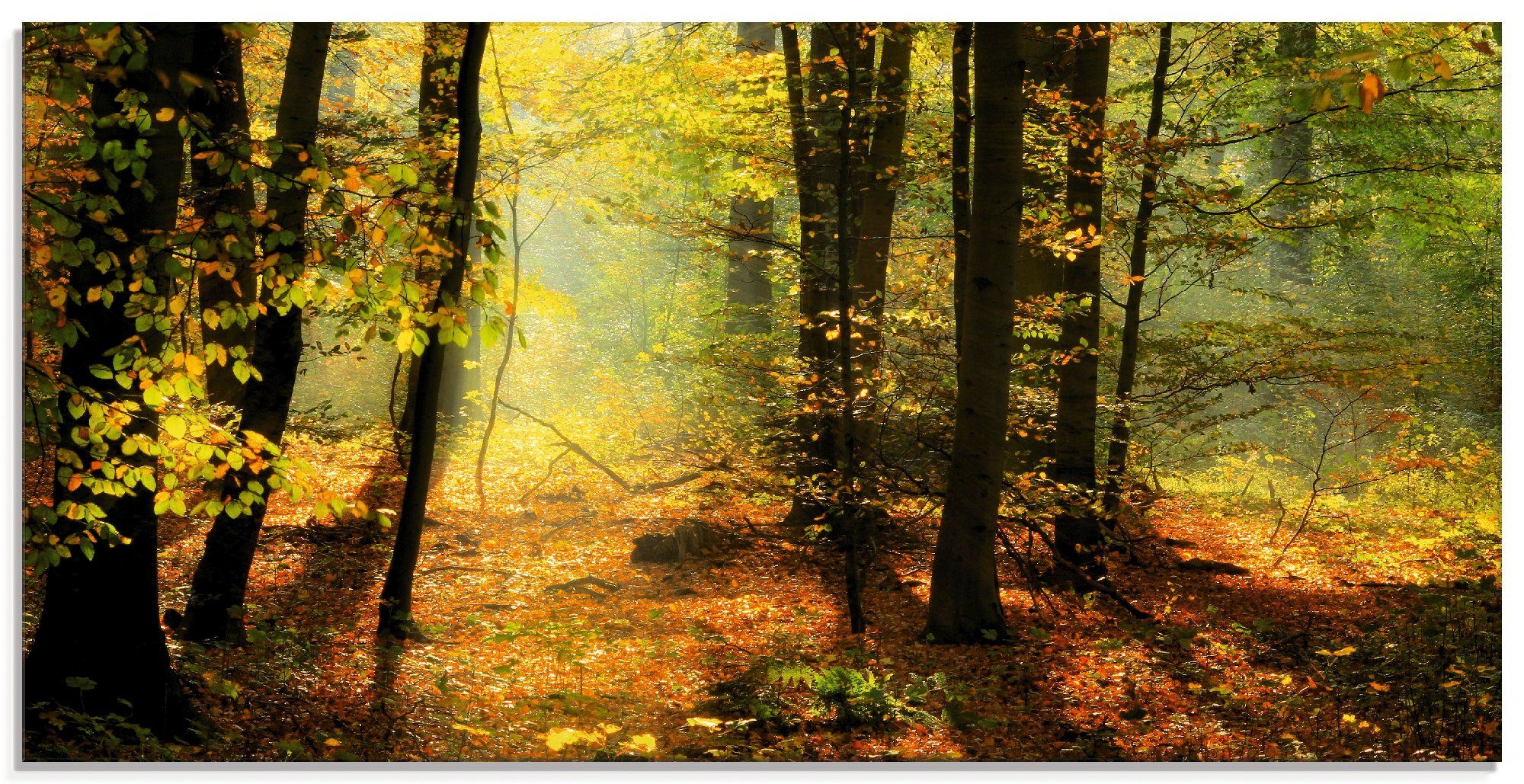 Artland Glasbild »Herbstlicht im Wald«, Wald (1 Stück)-Otto