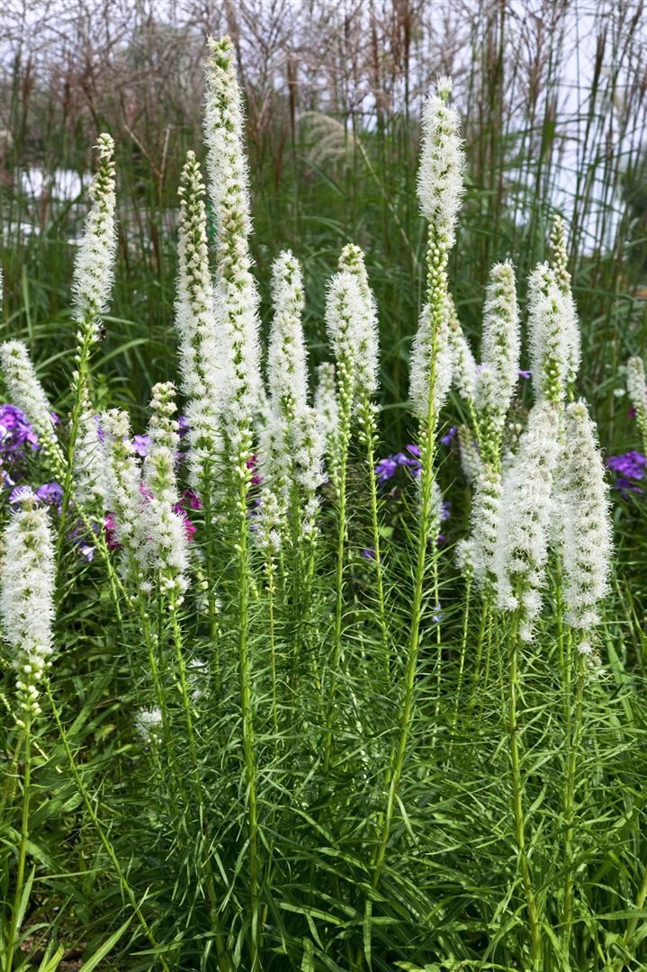 Pflanzen für Dich Staude Liatris spic. Floristan Weiß, 1 St., Prachtscharte, Ährige Prachtscharte