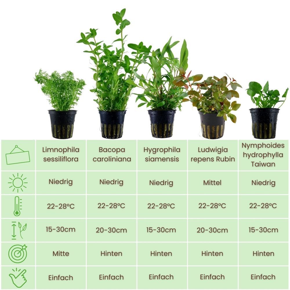 Aquaone Wasserpflanze Pflanzen Set mit 5 schnellwachsenden Aquariumpflanzen günstig online kaufen