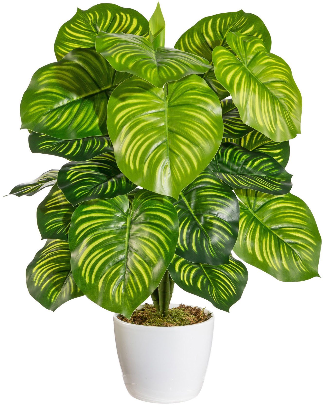 Künstliche Zimmerpflanze Maleroy Maranta, Home affaire, Höhe 50 cm, im Kera günstig online kaufen