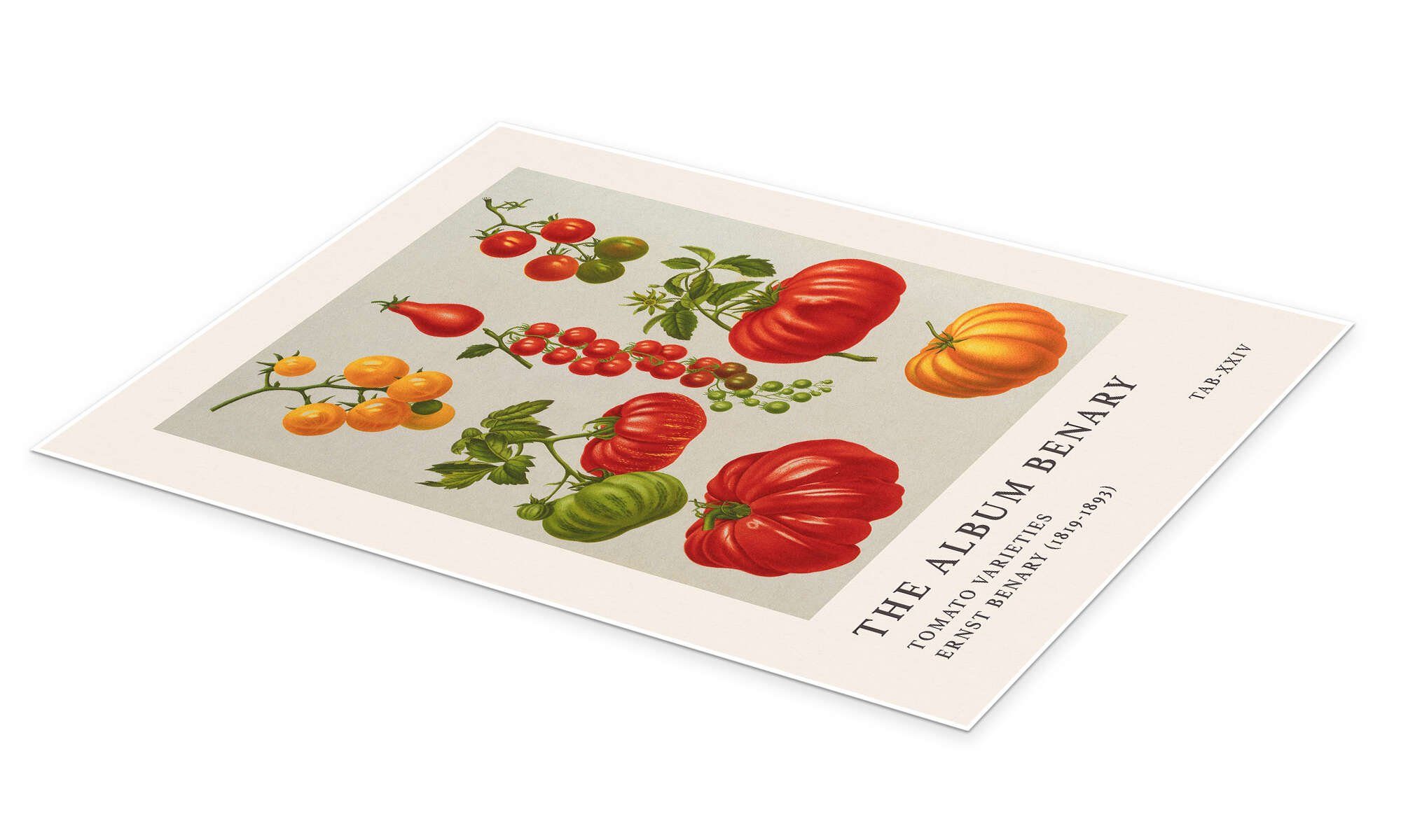 Posterlounge Wandbild The Album Benary - Tomato Varieties, Ernst Benary, erhältlich als Poster, Leinwandbild, Wandsticker oder Acrylglasbild