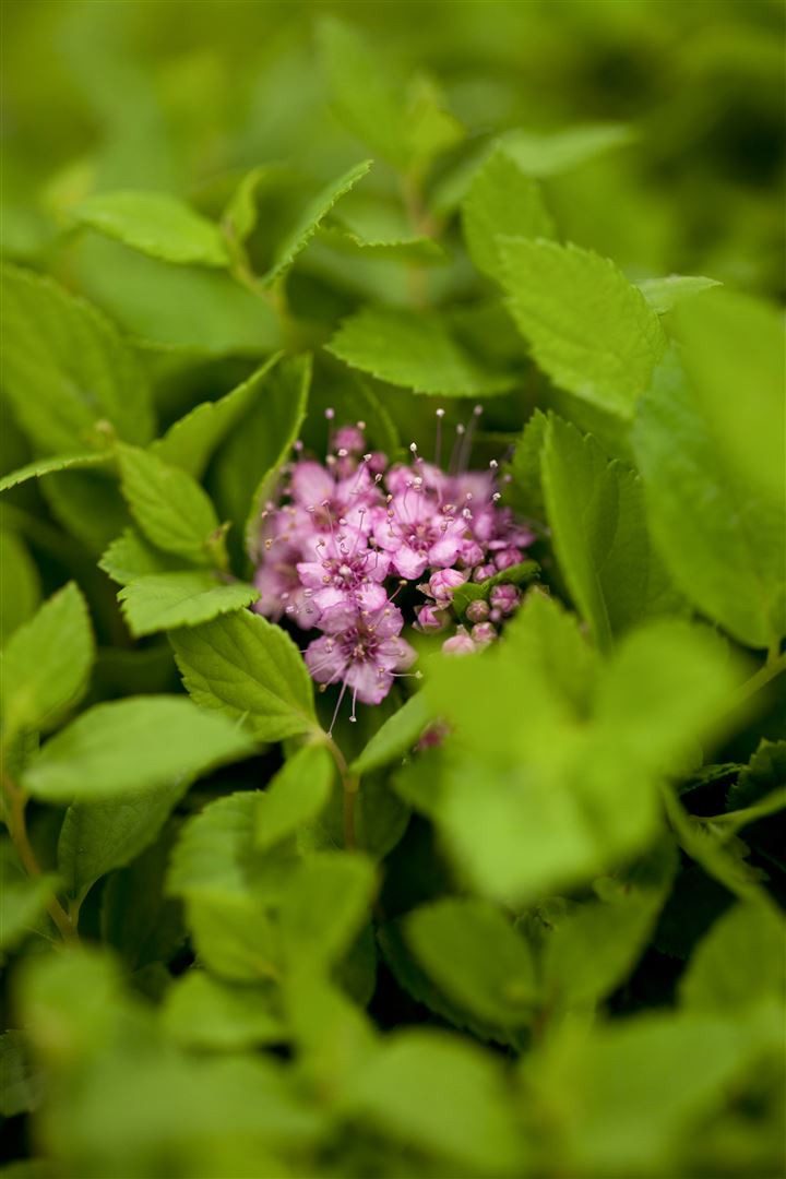 Pflanzen für Dich Gehölze Spiraea japonica Little Princess, 1 St., Japanische Spiere, Zwergspiere