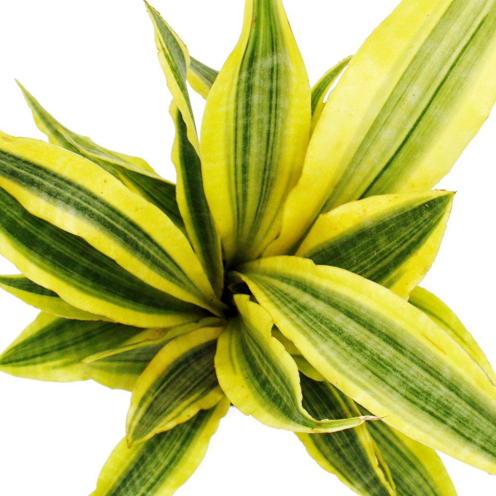 Exotenherz Zimmerpflanze Sansevieria aubrytiana Yellowstone Goldener Bogenhanf 14cm Topf