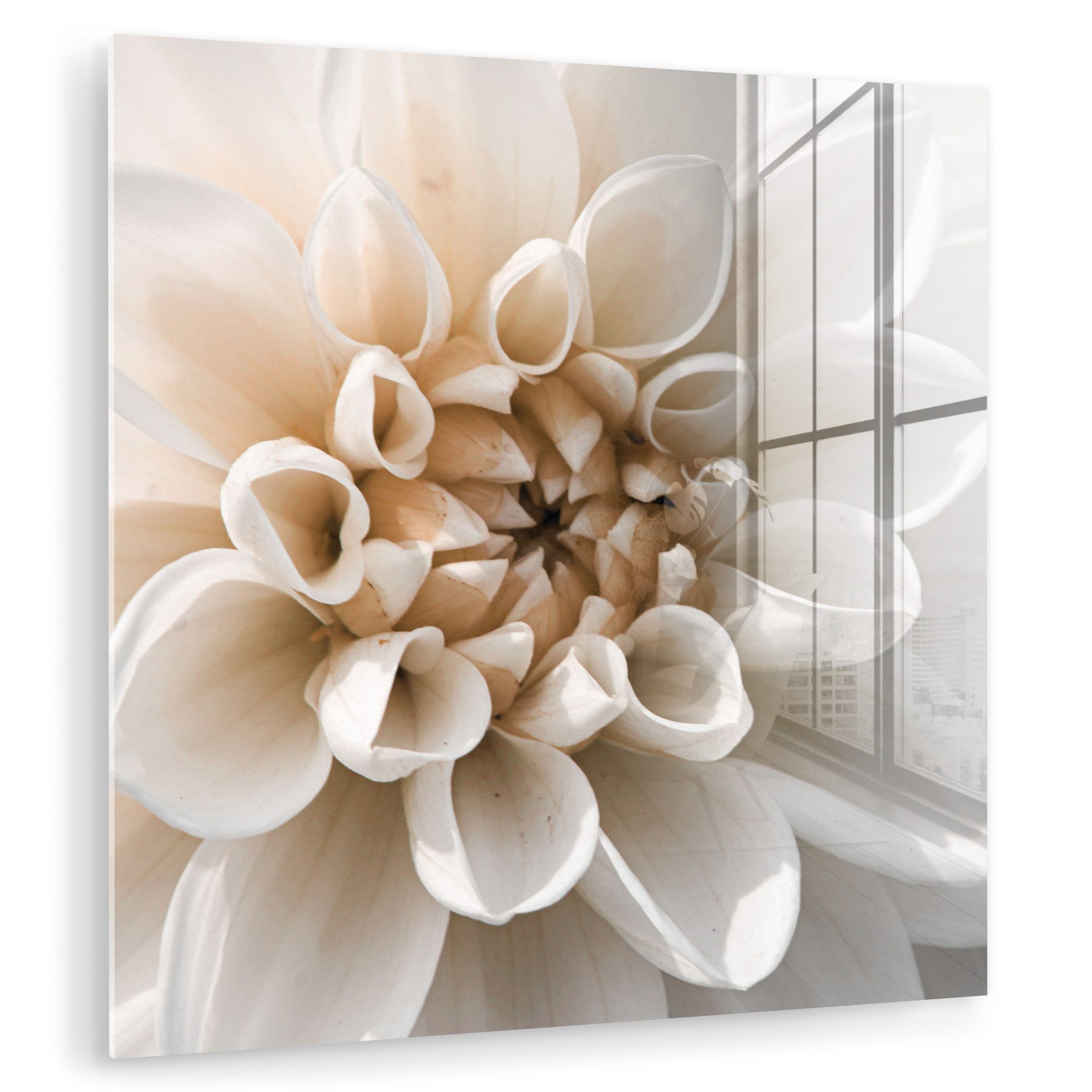 MuchoWow Acrylglasbild Blumen - Weiß - Natur, Inkl. Aufhängung, Bilder auf Glas Wandbild, Wanddeko Wohnzimmer Badezimmer, 20x20 cm