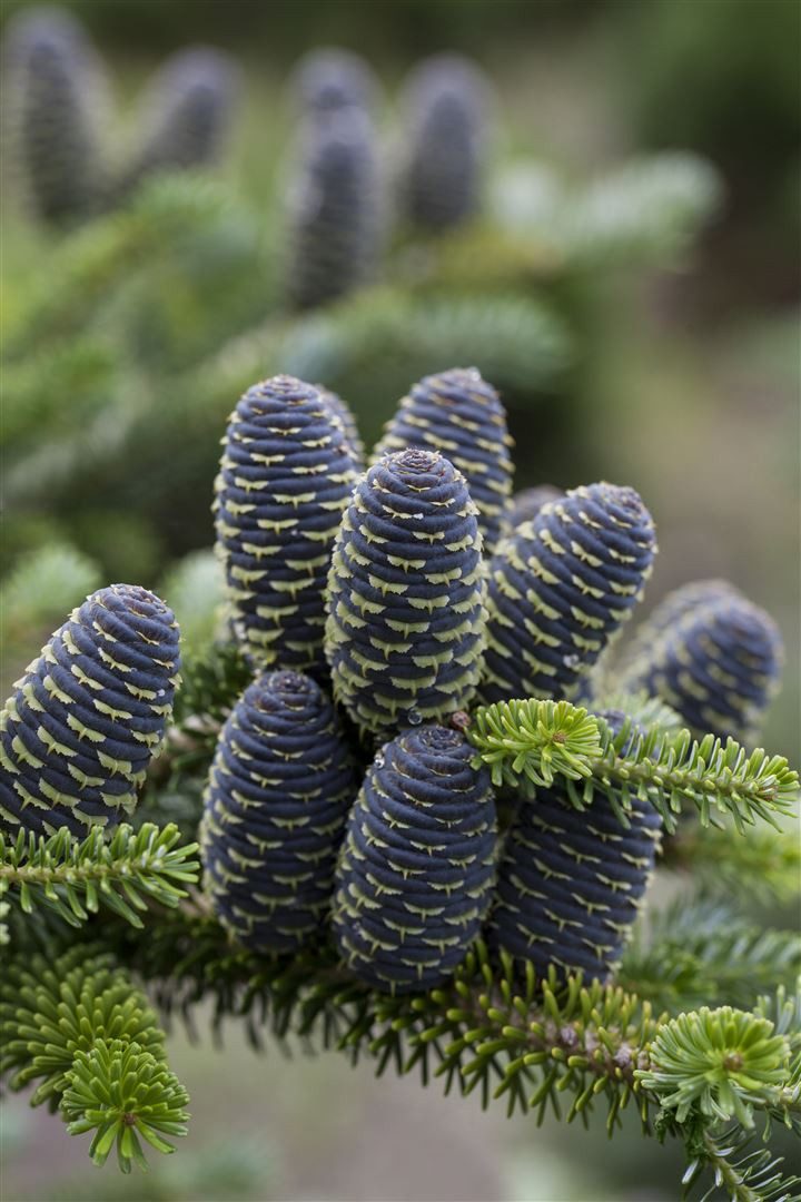 Pflanzen für Dich Konifere Abies koreana Blue Emperor, 1 St., Koreanische Tanne, Blaue Koreatanne, blaue Zapfen, kompakter Wuchs