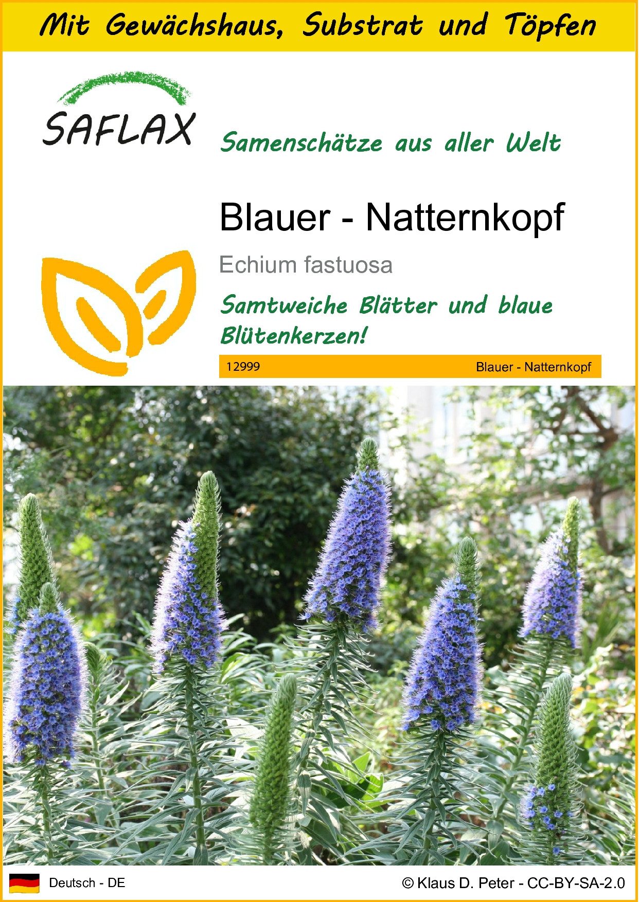 SAFLAX Blumensamen SAFLAX - Anzuchtset - Blauer - Natternkopf