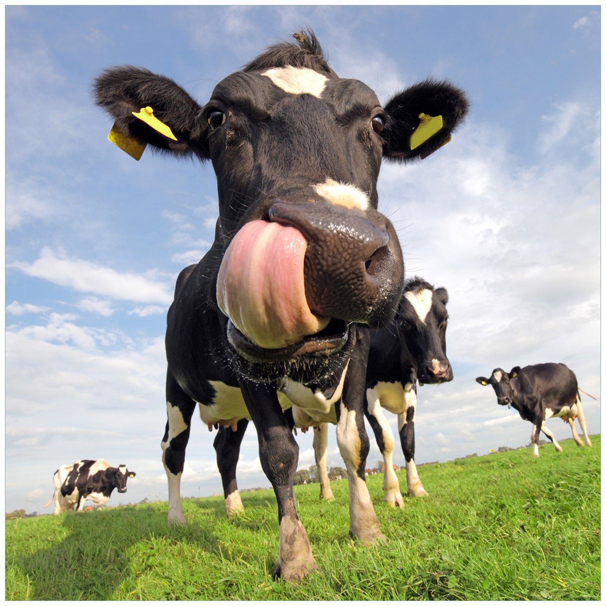 Wallario Tischplatte Lustige Kuh auf der Weide mit herausgestreckter Zunge (1 St), für Ikea Lack Tisch geeignet