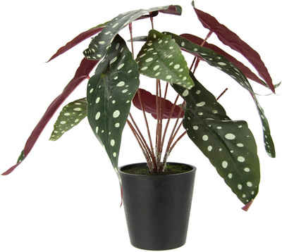 Kunstpflanze Strauchbegonie, I.GE.A., Höhe 26 cm, Im Topf, Seidenblumen, Real Touch Kunstpflanzen