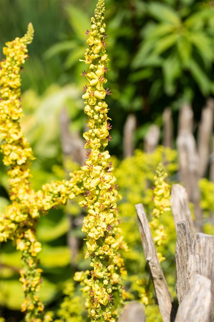 Pflanzen für Dich Staude Verbascum densiflorum, 1 St., Großblütige Königskerze, Wollige Königskerze, Wollkraut