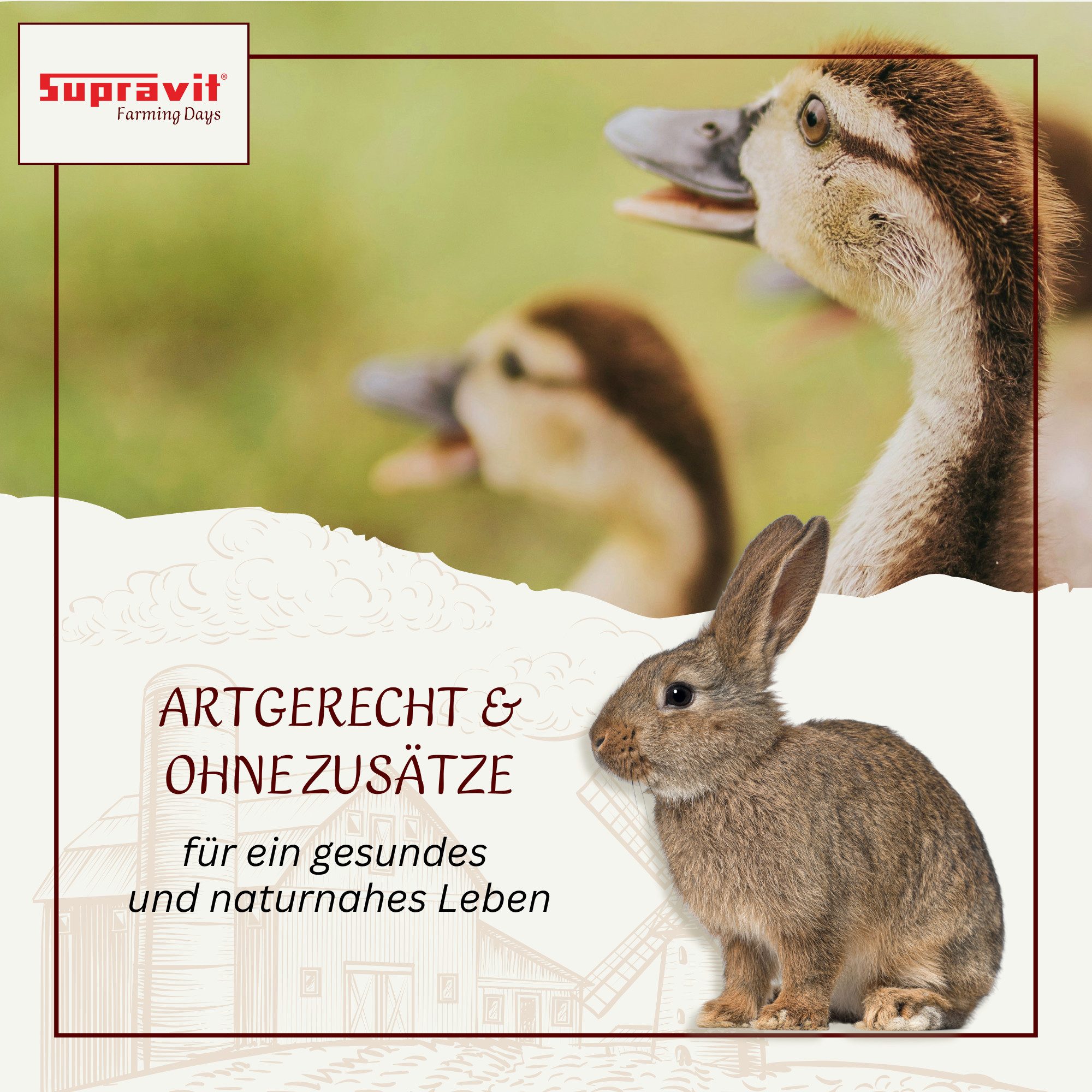 Supravit Weizen Futterweizen - Premium regionales Futtergetreide, Ergänzungsfutter für: Nutz-/ Wildtier