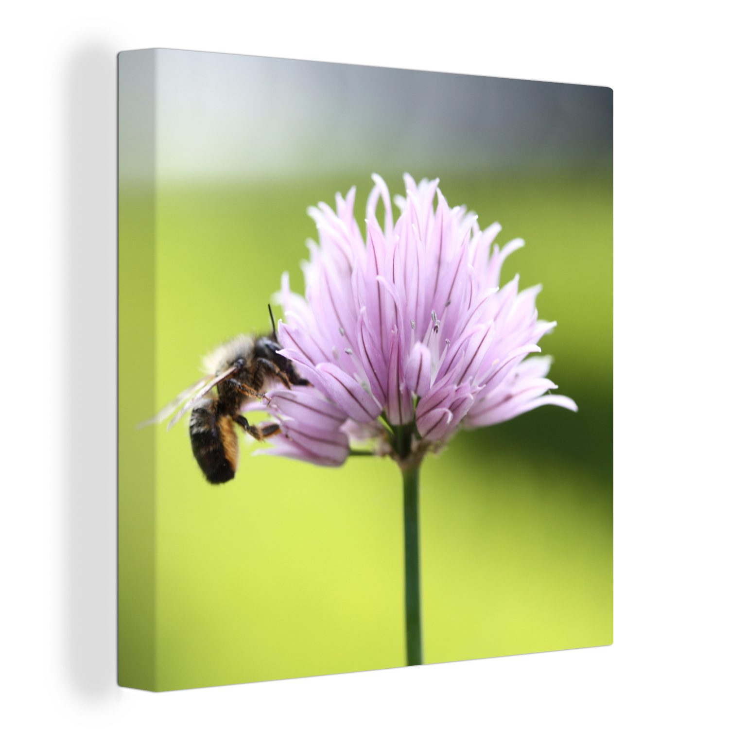 OneMillionCanvasses® Leinwandbild Nahaufnahme einer Biene auf einer Schnittlauchblüte, (1 St), Leinwand Bilder für Wohnzimmer Schlafzimmer