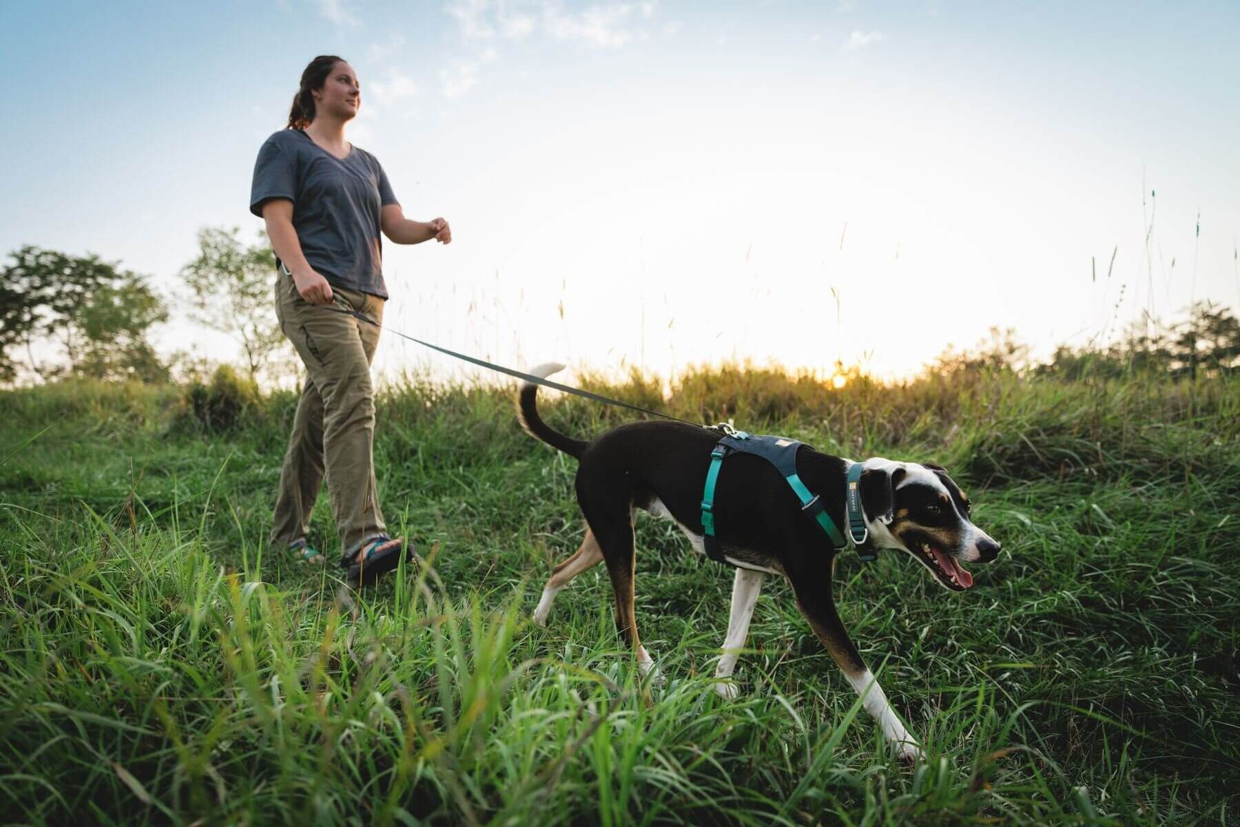 Ruffwear Hunde-Geschirr Hi & Light Harness günstig online kaufen