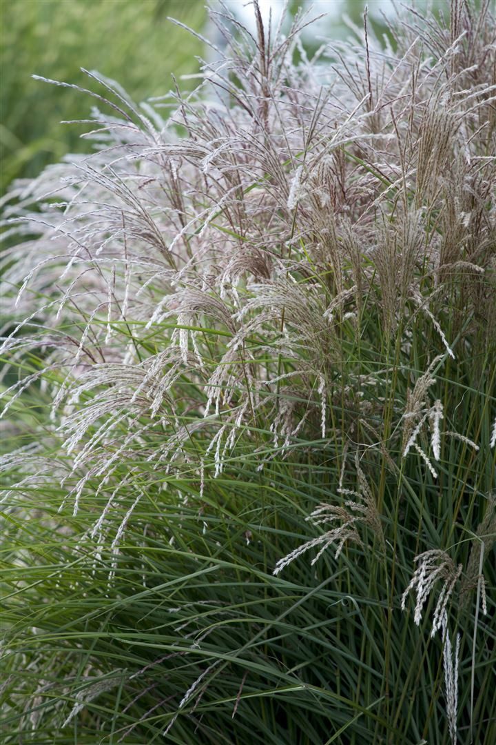 Pflanzen für Dich Gräser Miscanthus sinensis Federweißer, 1 St., Chinaschilf, Silberfedergras, weißblühend, aufrechtwachsend