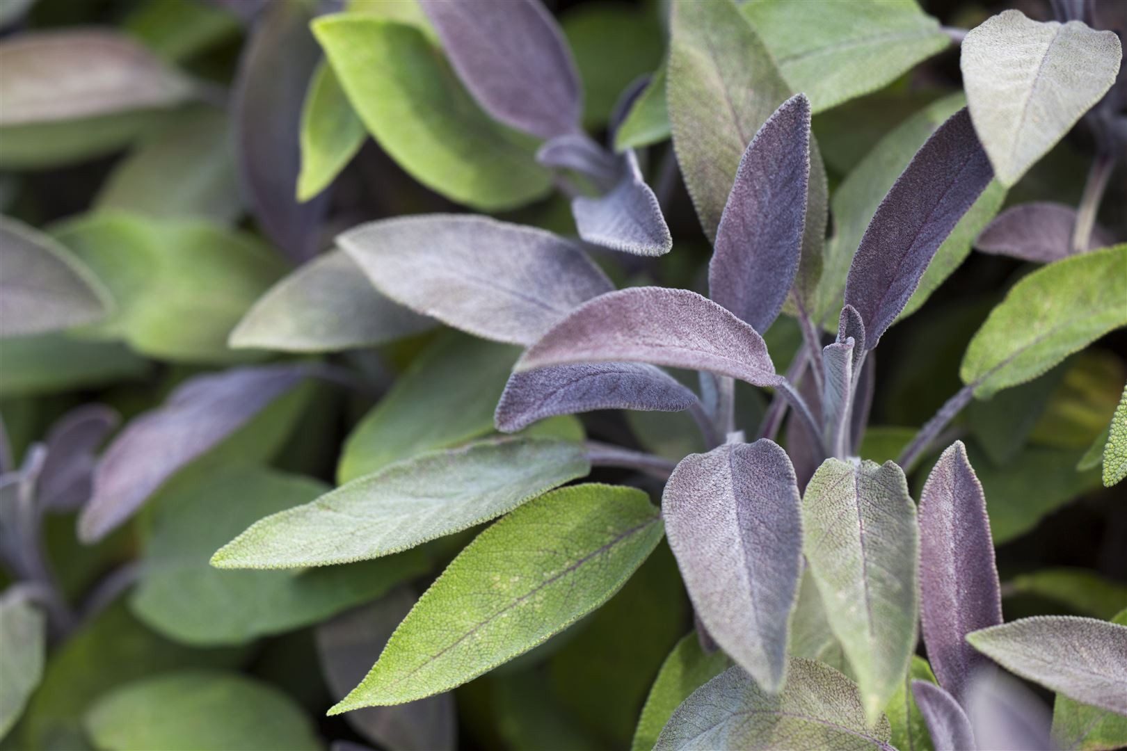 Pflanzen für Dich Staude Salvia offic. Berggarten, 1 St., Gartensalbei, Küchensalbei