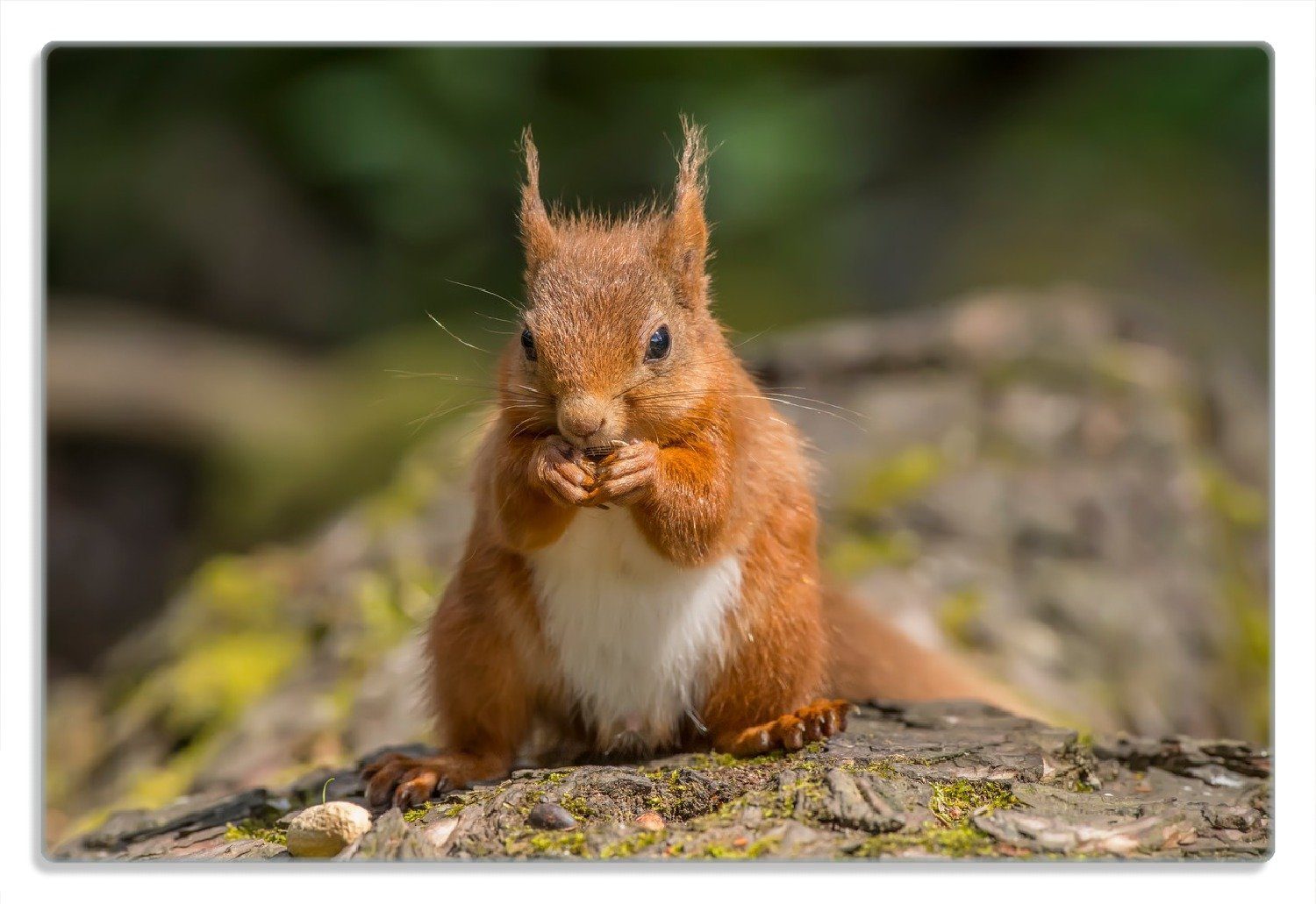 Frühstücksbrett Niedliches Eichhörnchen knabbert an einer Nuss
