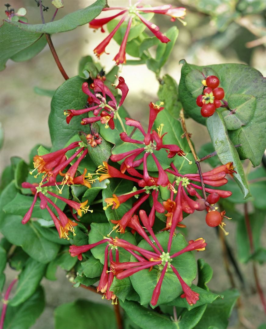 Pflanzen für Dich Kletterpflanze Lonicera brownii Dropmore Scarlet, 1 St., Geißblatt, Heckenkirsche, rote Blüten, kletternd