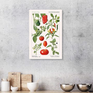 Posterlounge XXL-Wandbild Elizabeth Rice, Tomaten und andere Nachtschattengewächse, 1986, Esszimmer Vintage Illustration